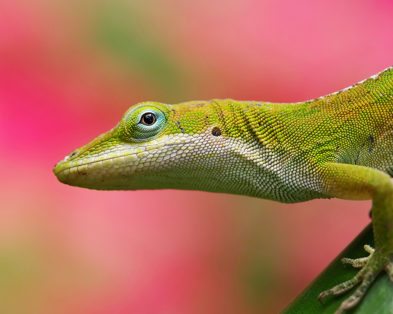 Салатовая ящерица