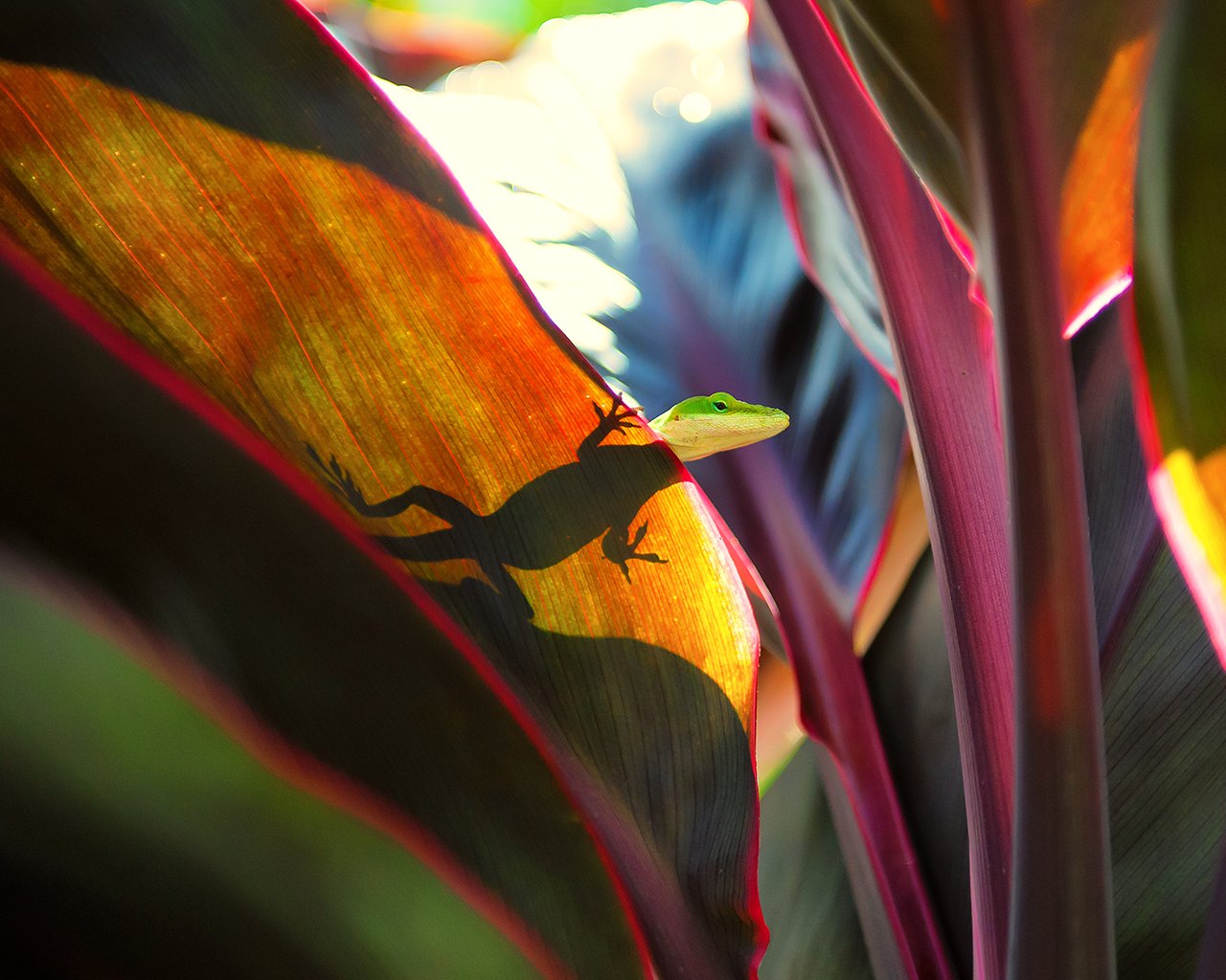 Ящерица на широких листьях