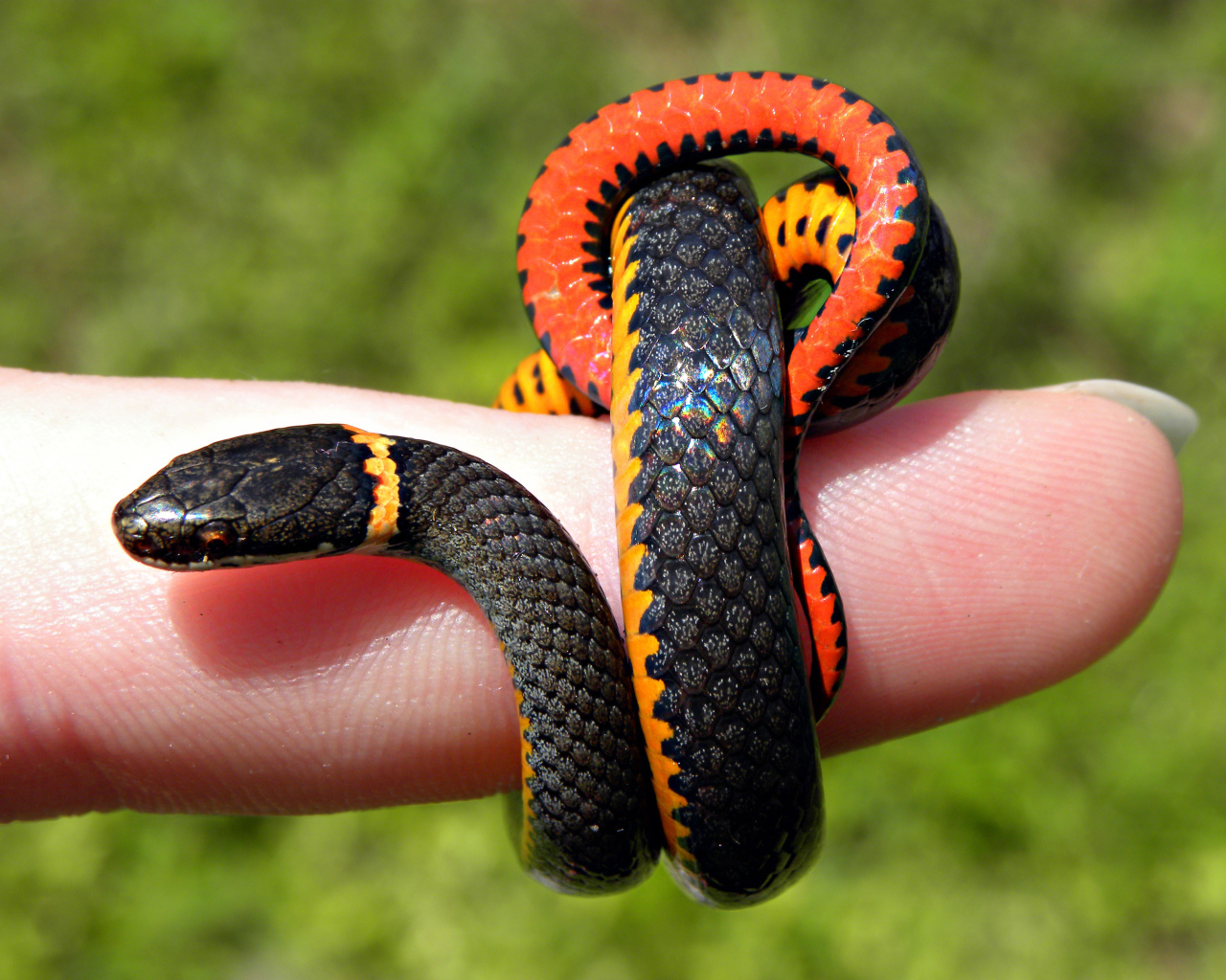 Змея на пальце