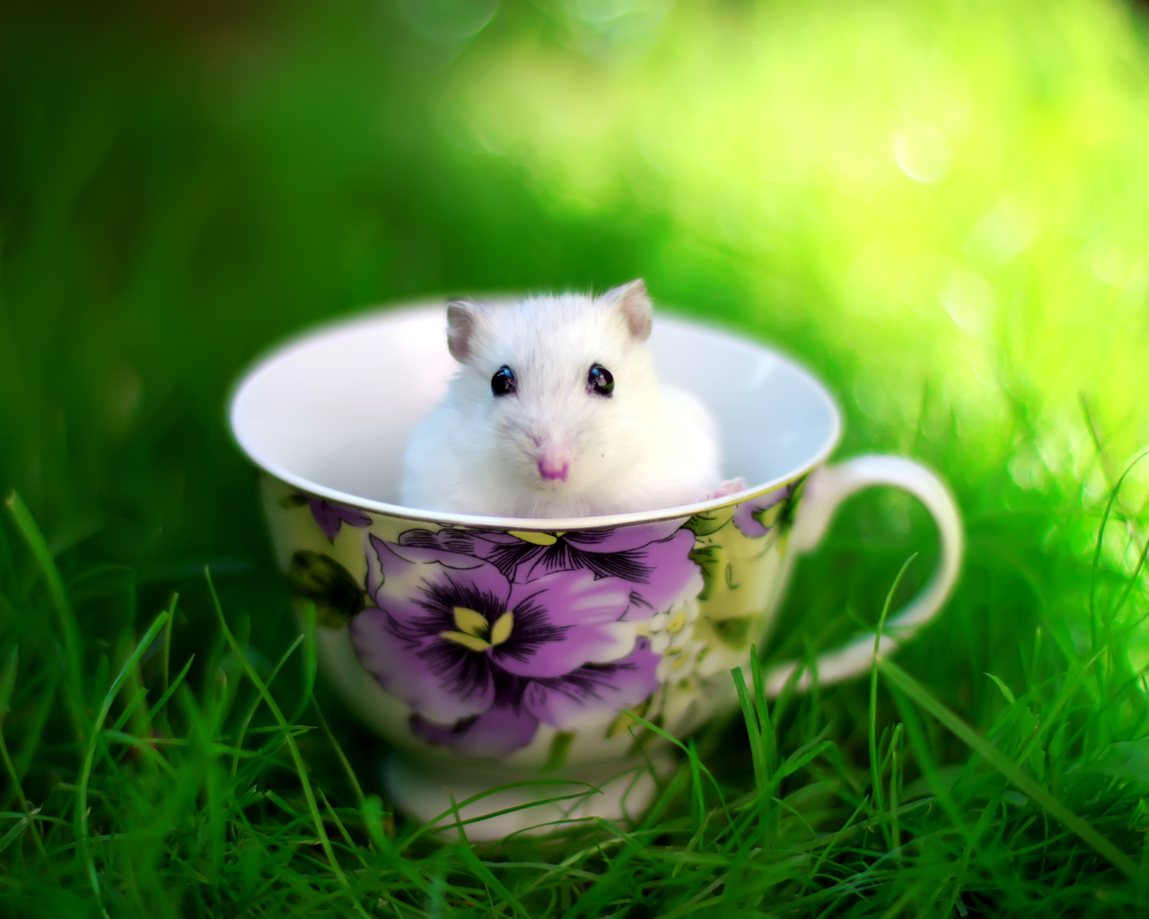 Мышка в чашке