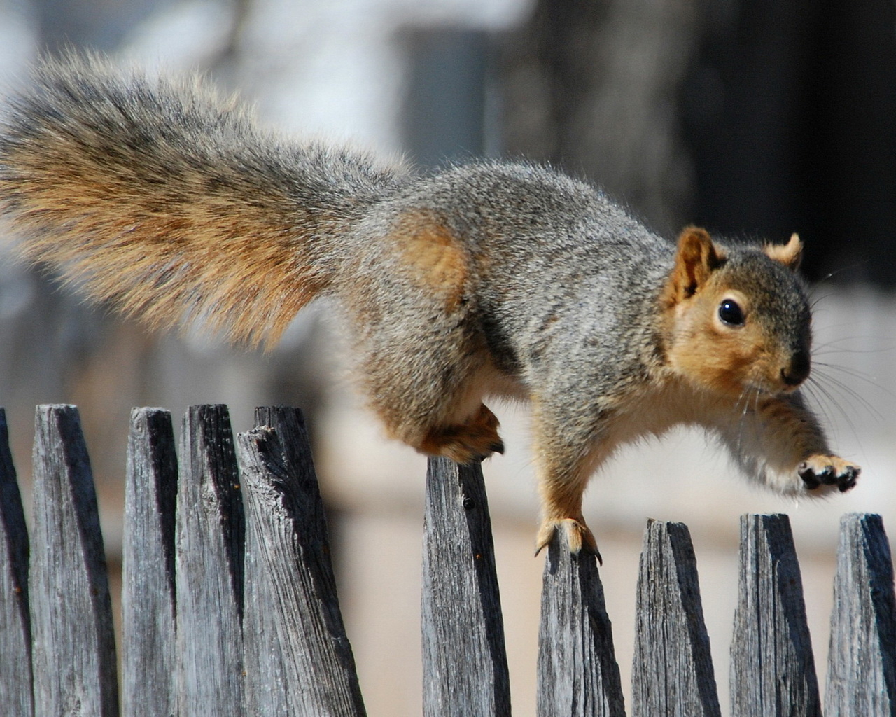 Белка на заборе