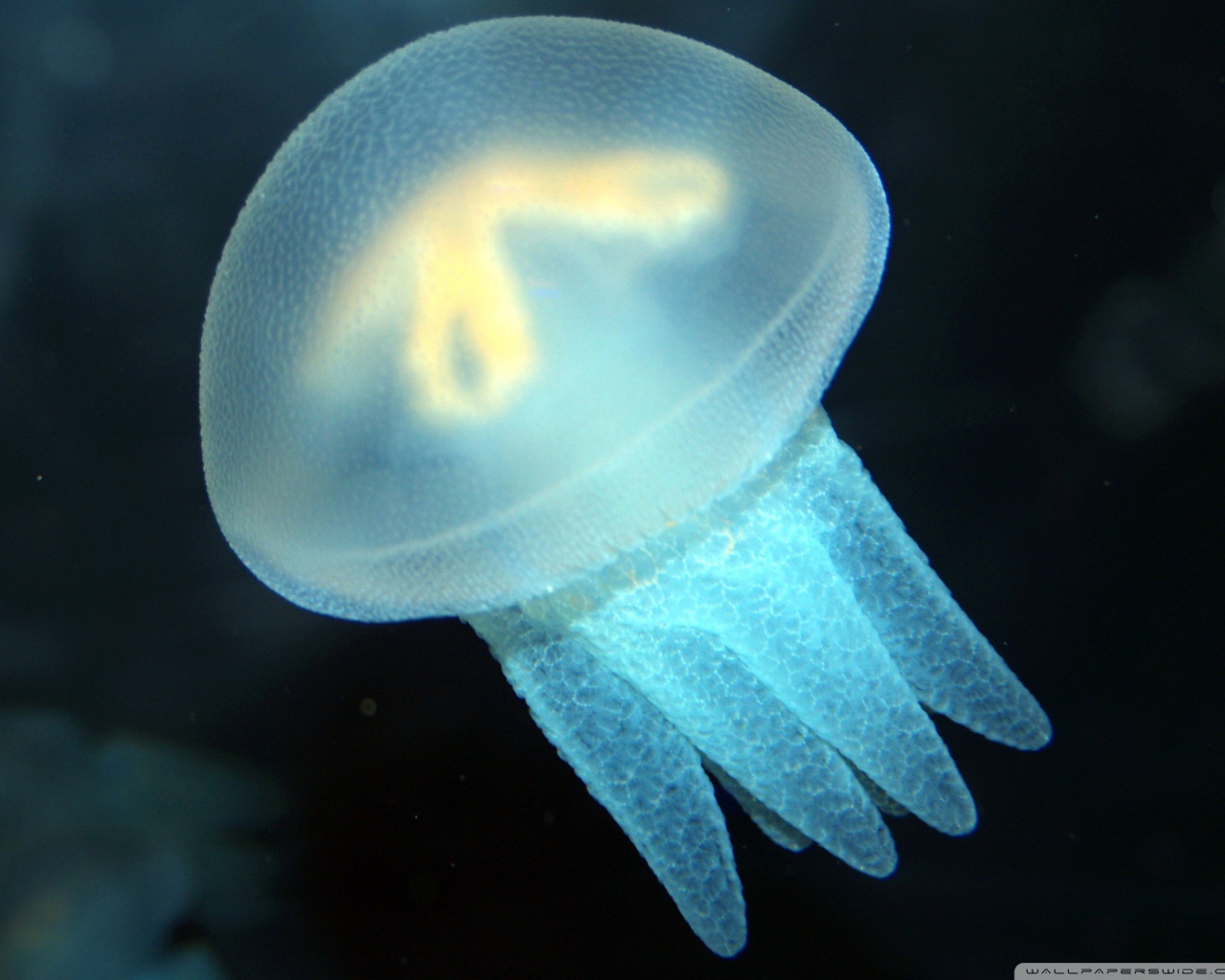 Голубая медуза
