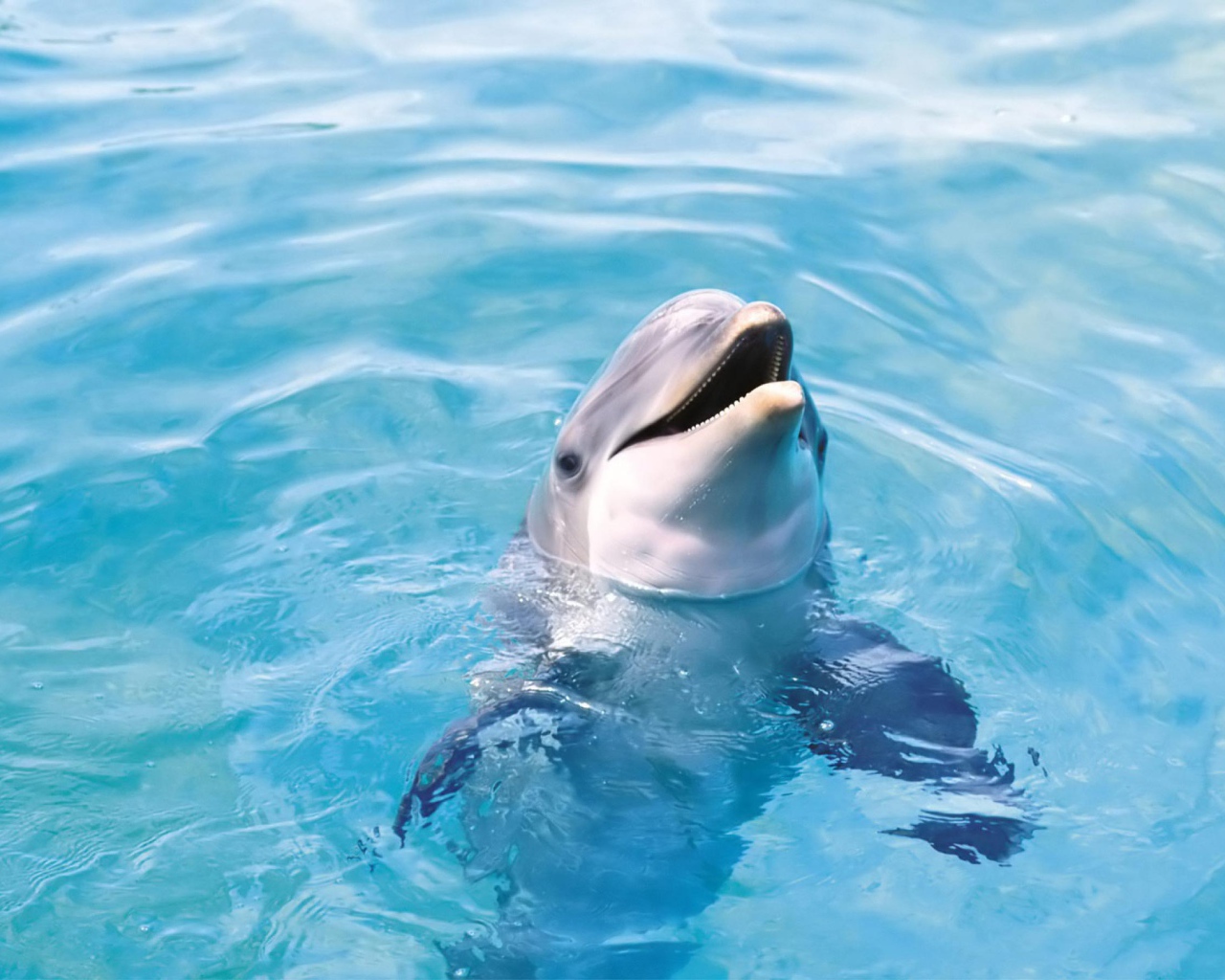 Дельфин в воде