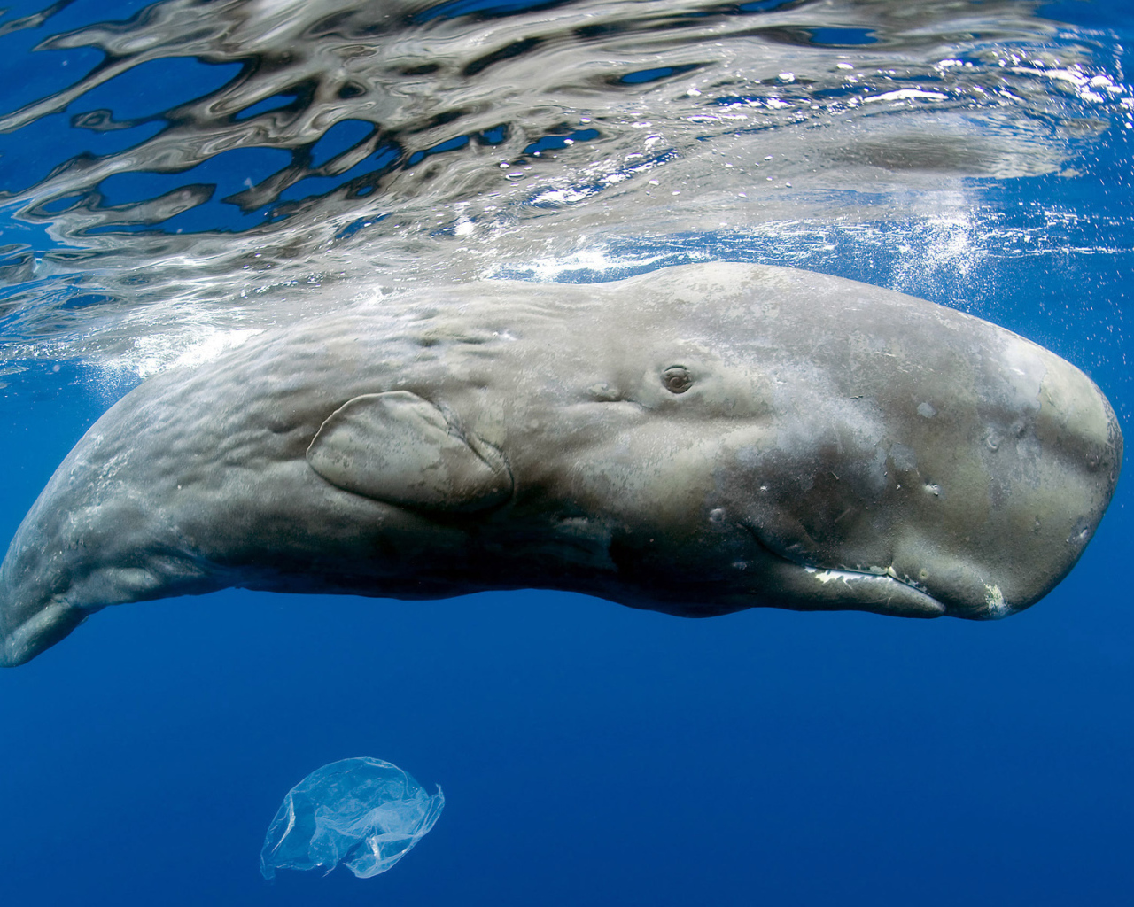 Гигантский кашалот