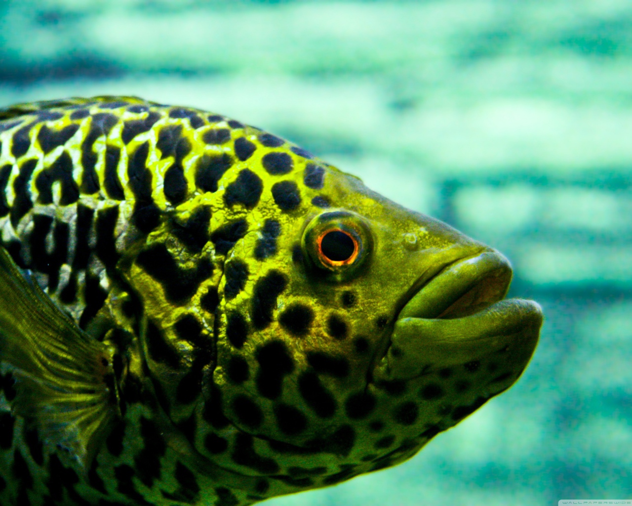 Взгляд рыбы