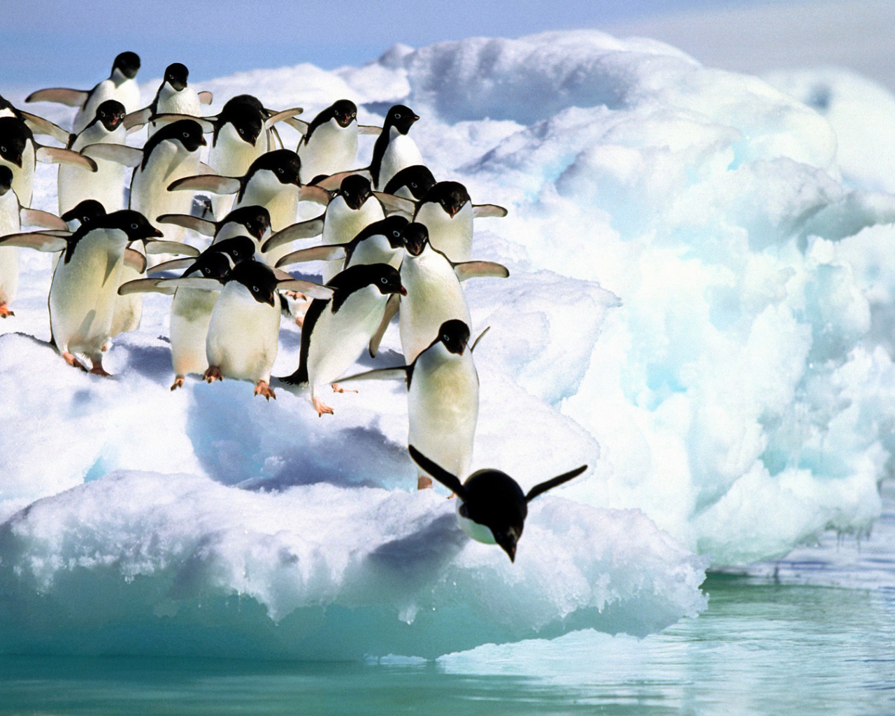Пингвины прыгают в воду