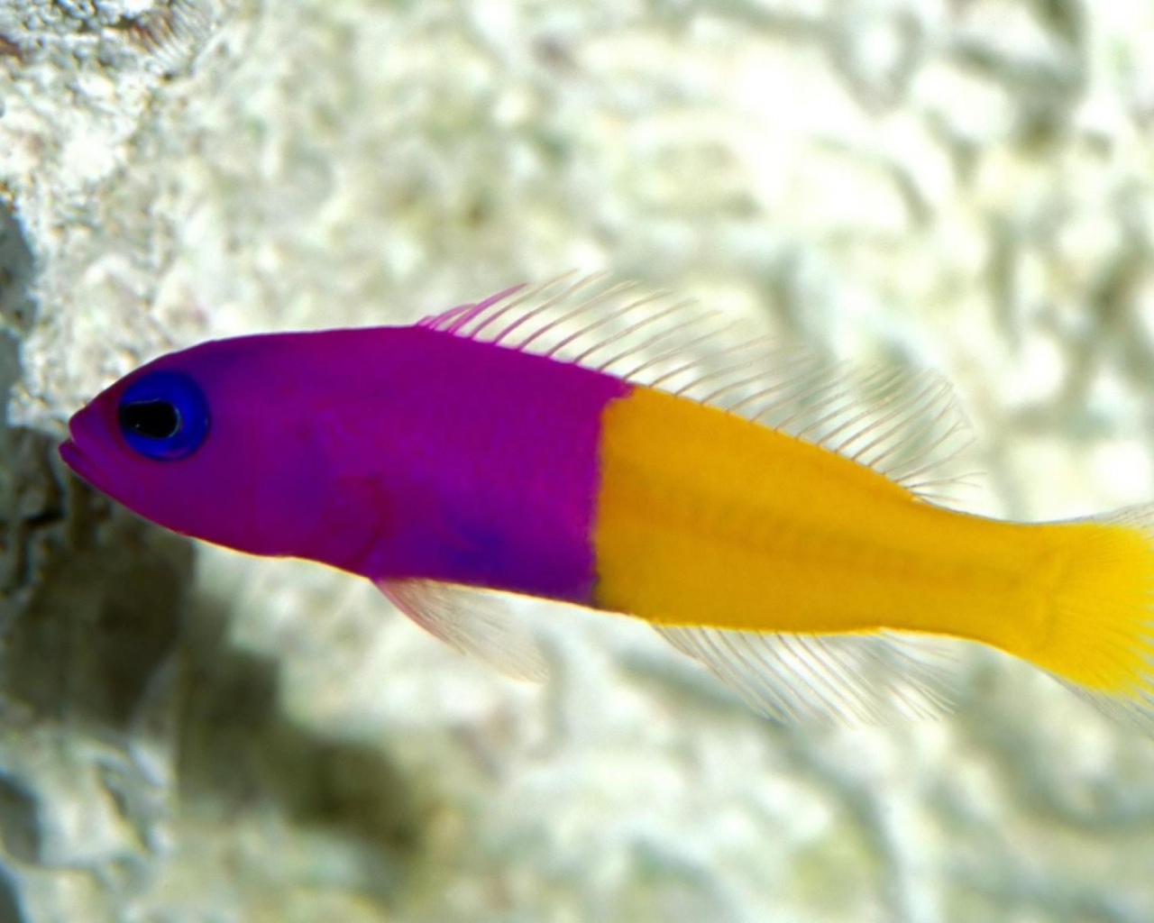 Радужная рыбка