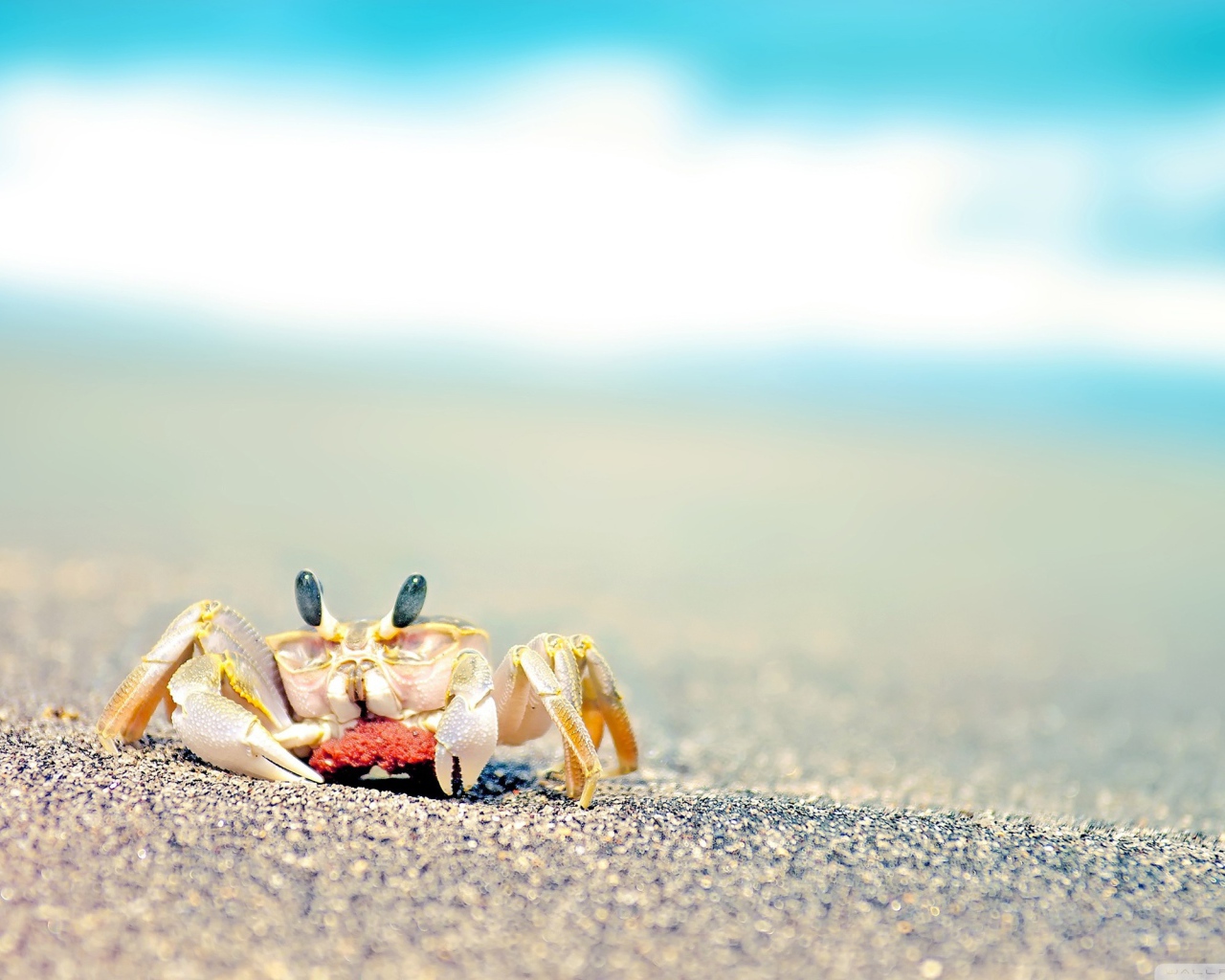 Маленький краб на пляже