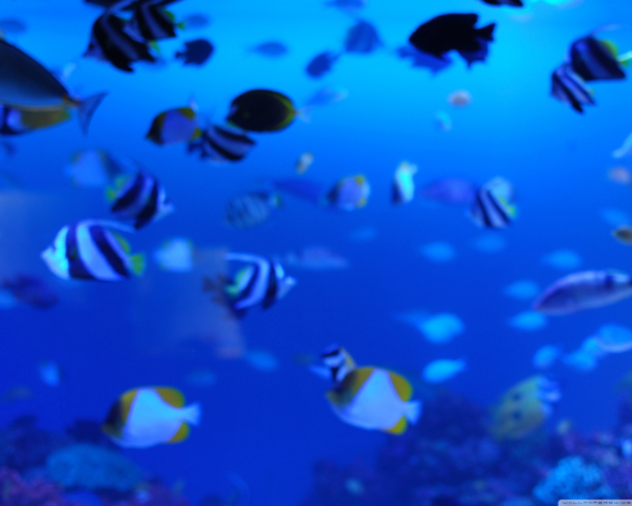 Подводная жизнь