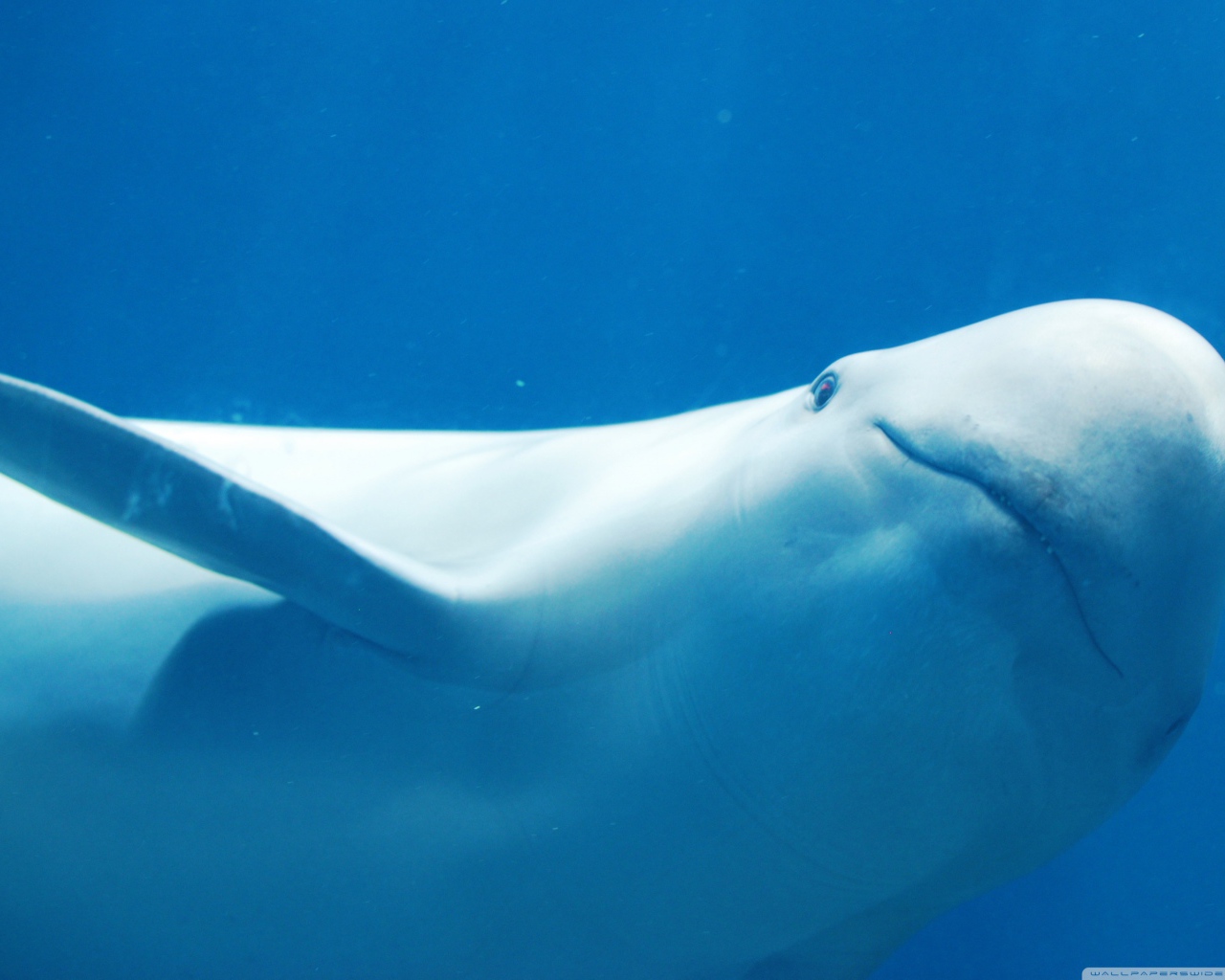 Белый дельфин