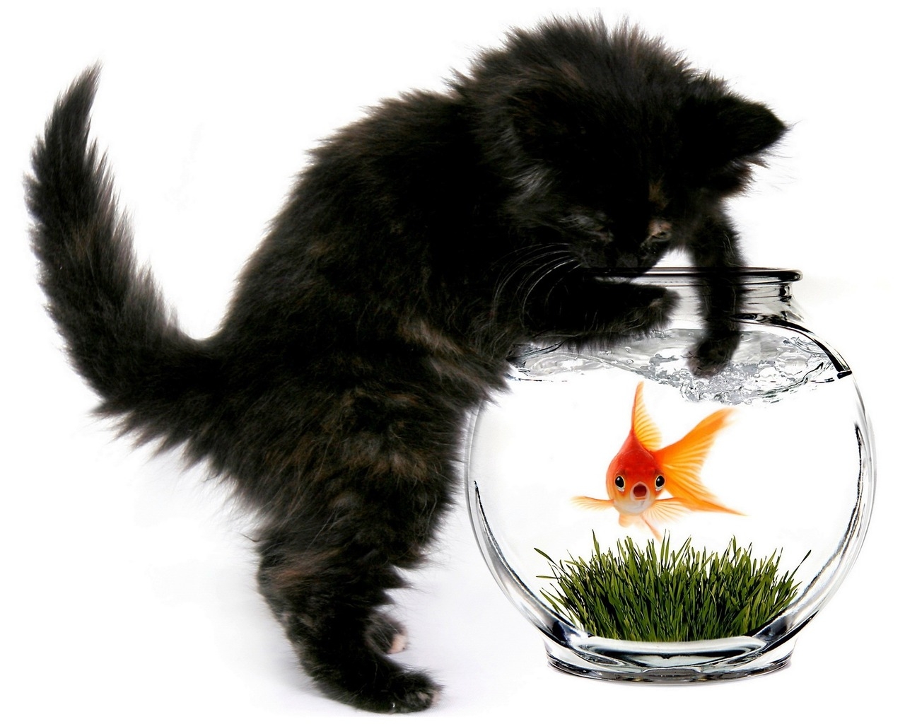 Кошка и рыбка