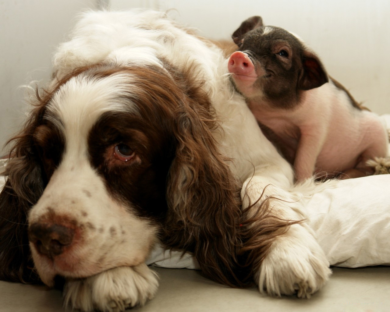 Dog and Pig