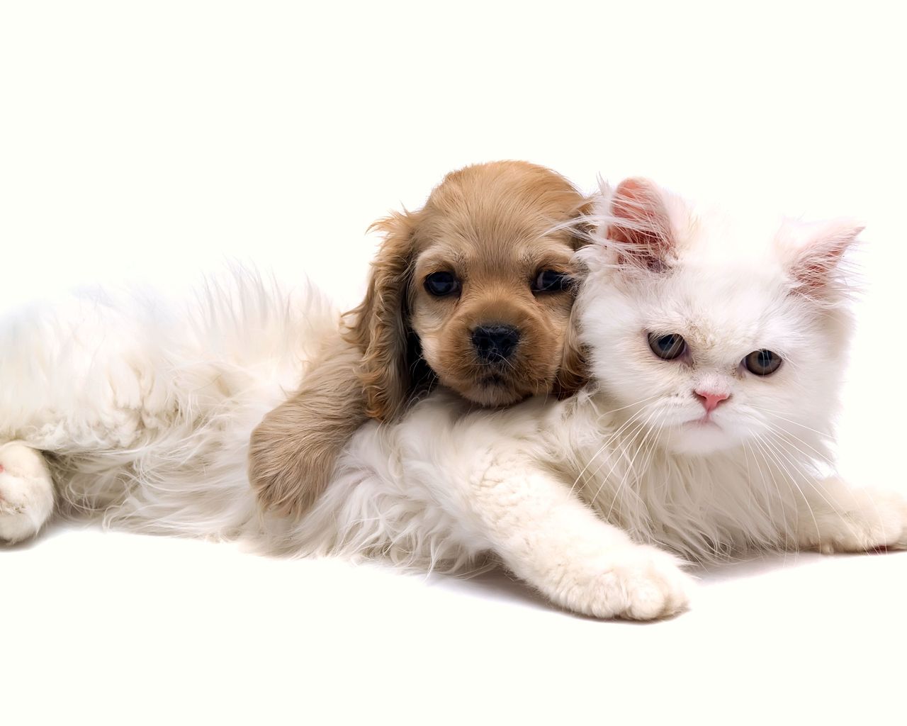 Белая кошка и щенок