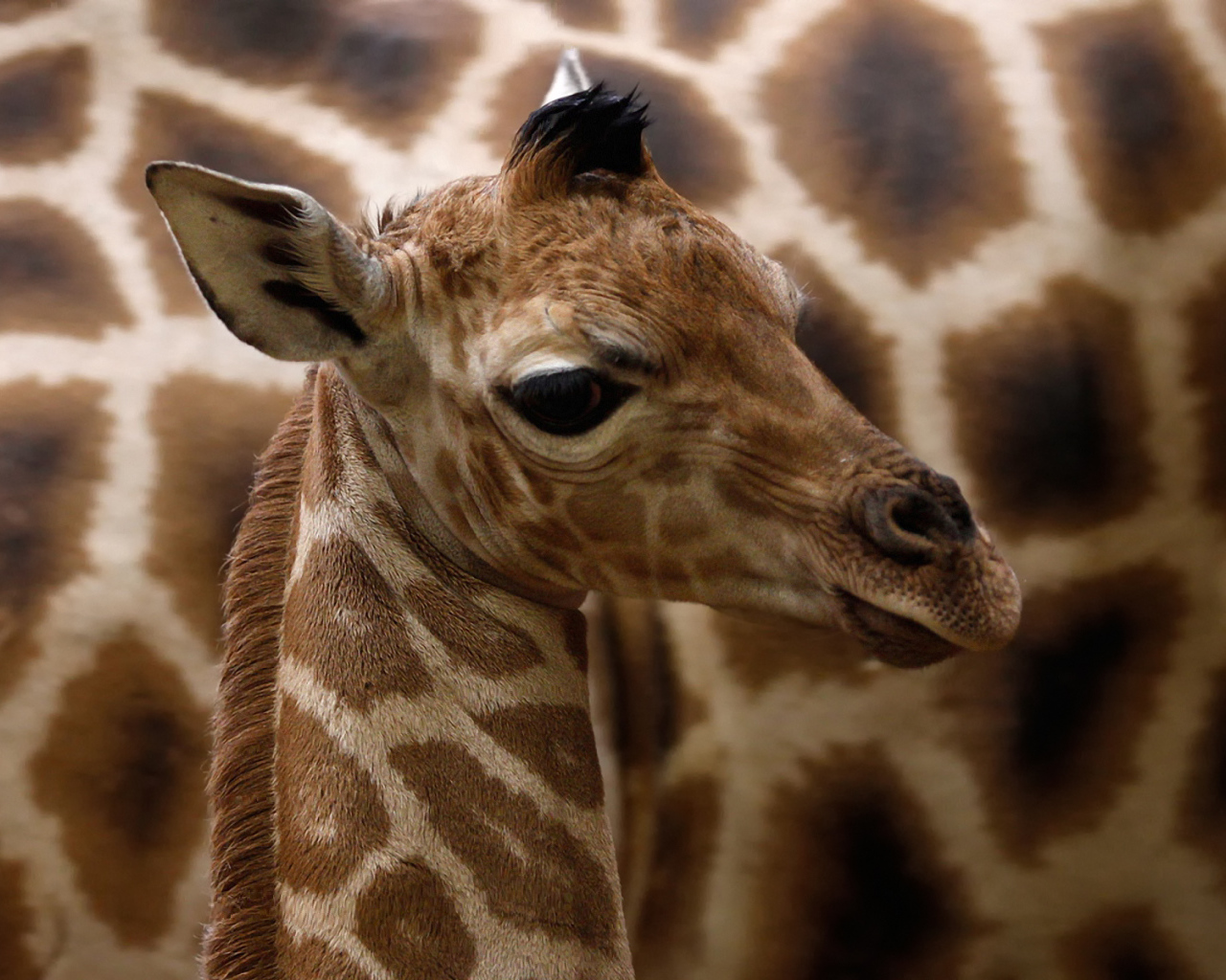 Детеныш жирафа