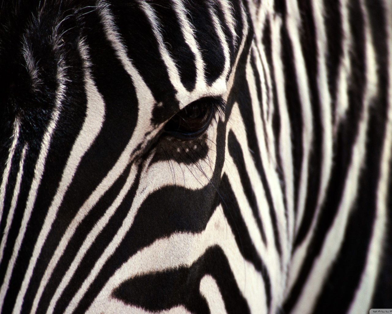 Взгляд зебры