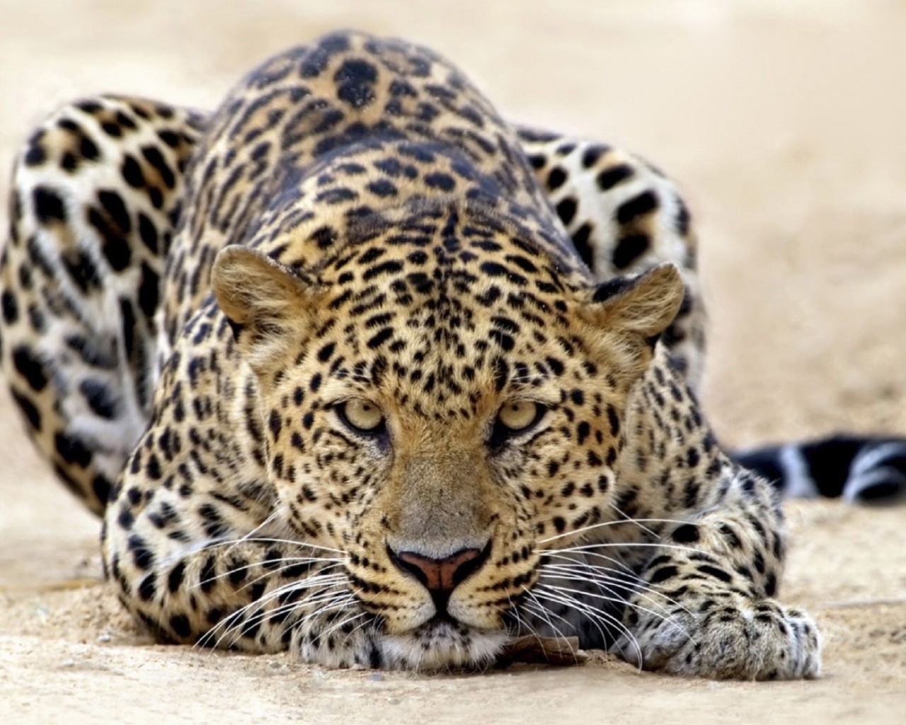 Леопард атакует