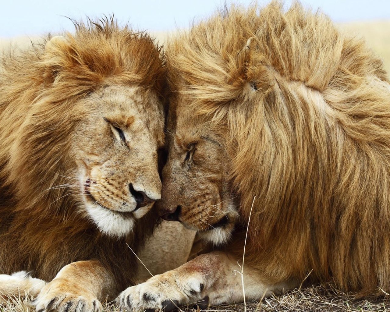 Лева 2 часа. Лев и львица. Два Льва. Лев и львица любовь. Львы пара.