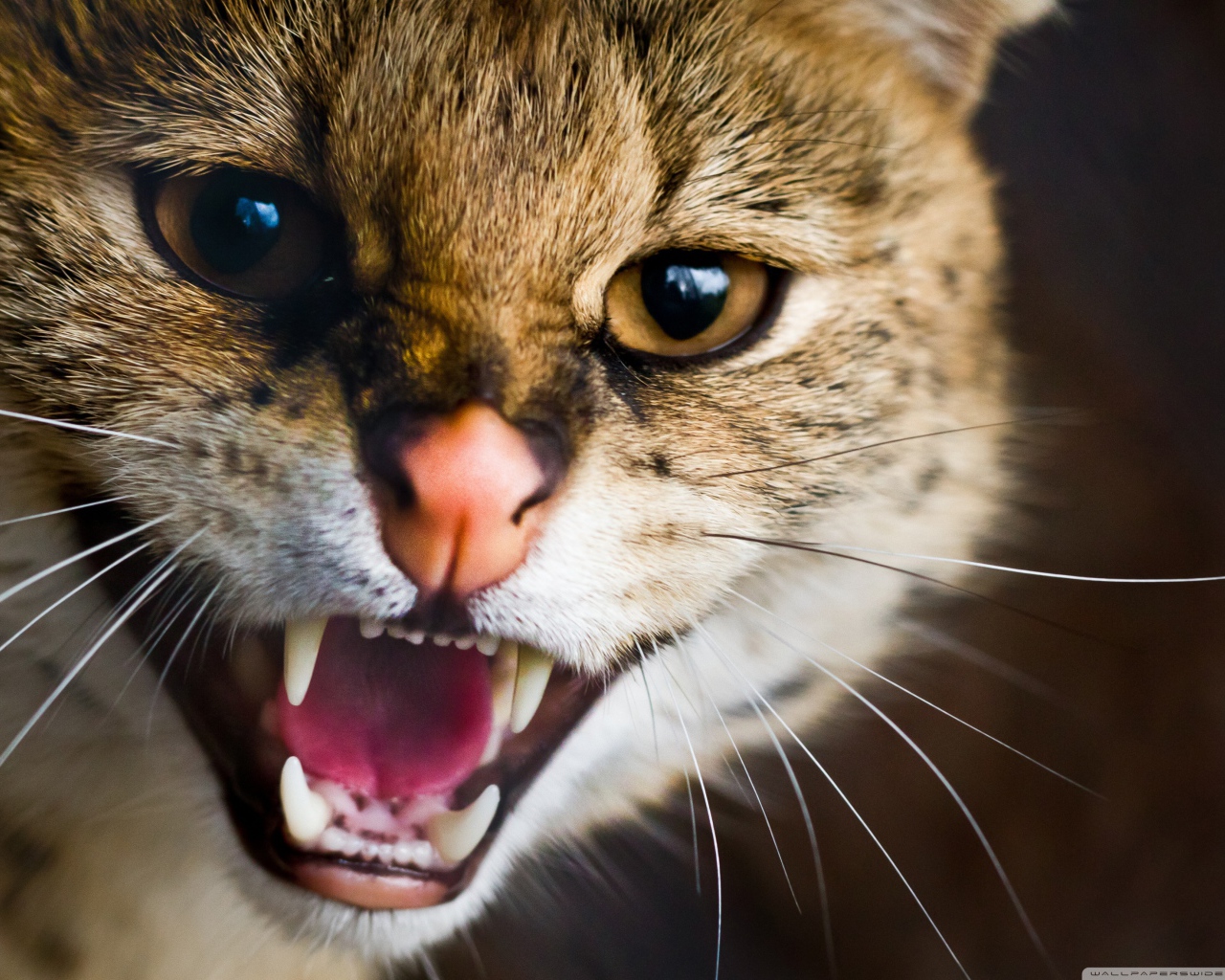 Пасть дикой кошки