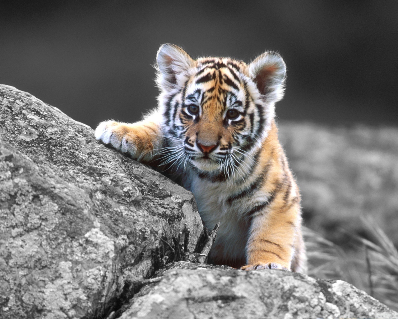 Тигренок на камнях