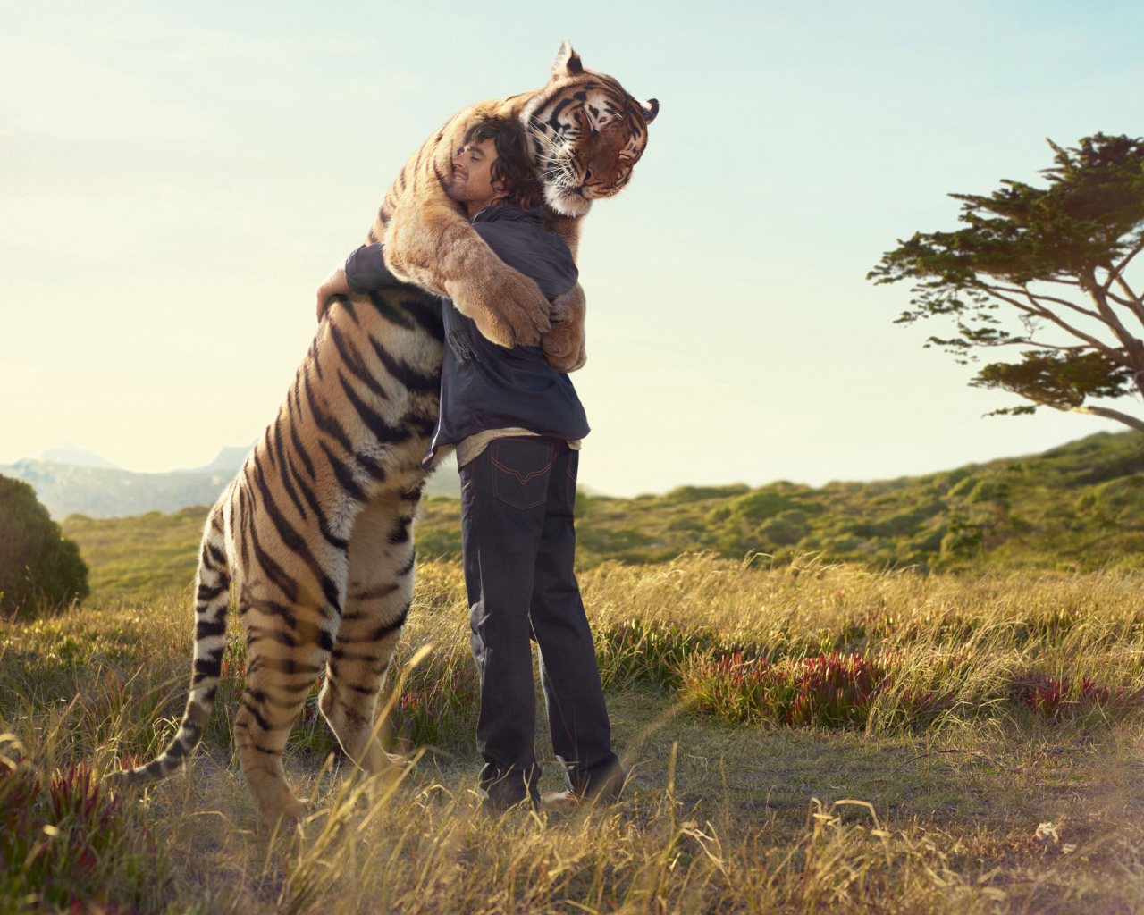 Тигр обнимает человека