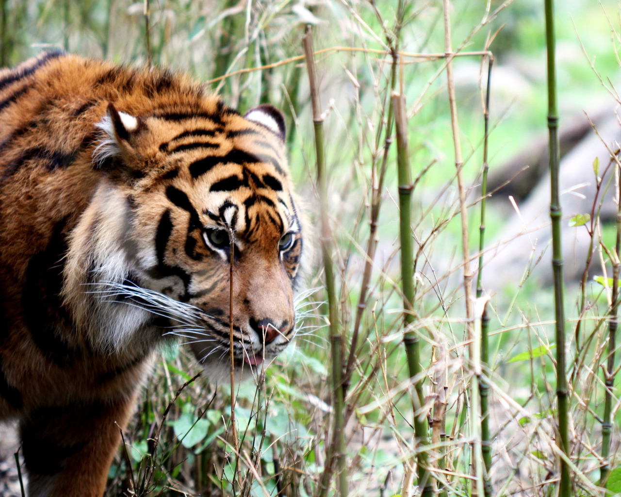 Тигр в тропиках