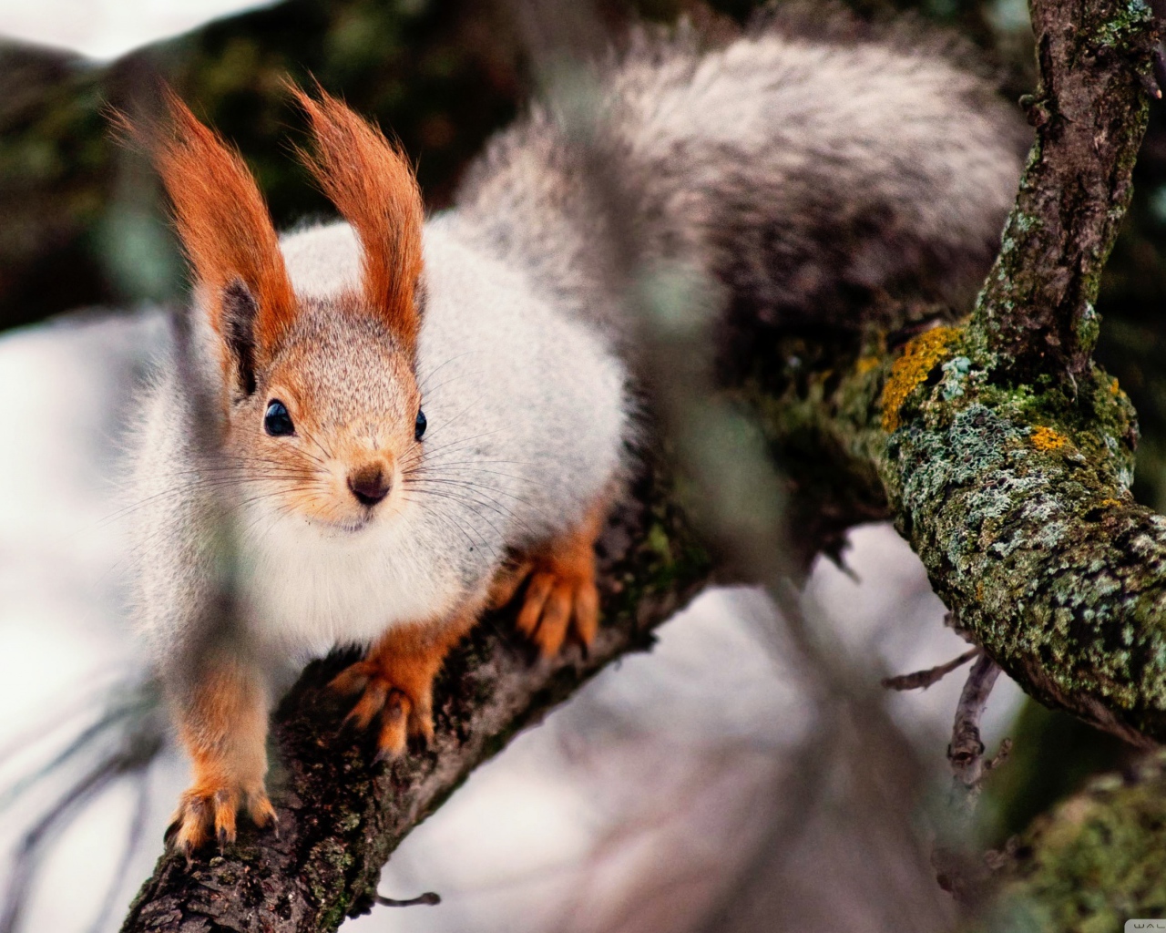 Ловкая белка