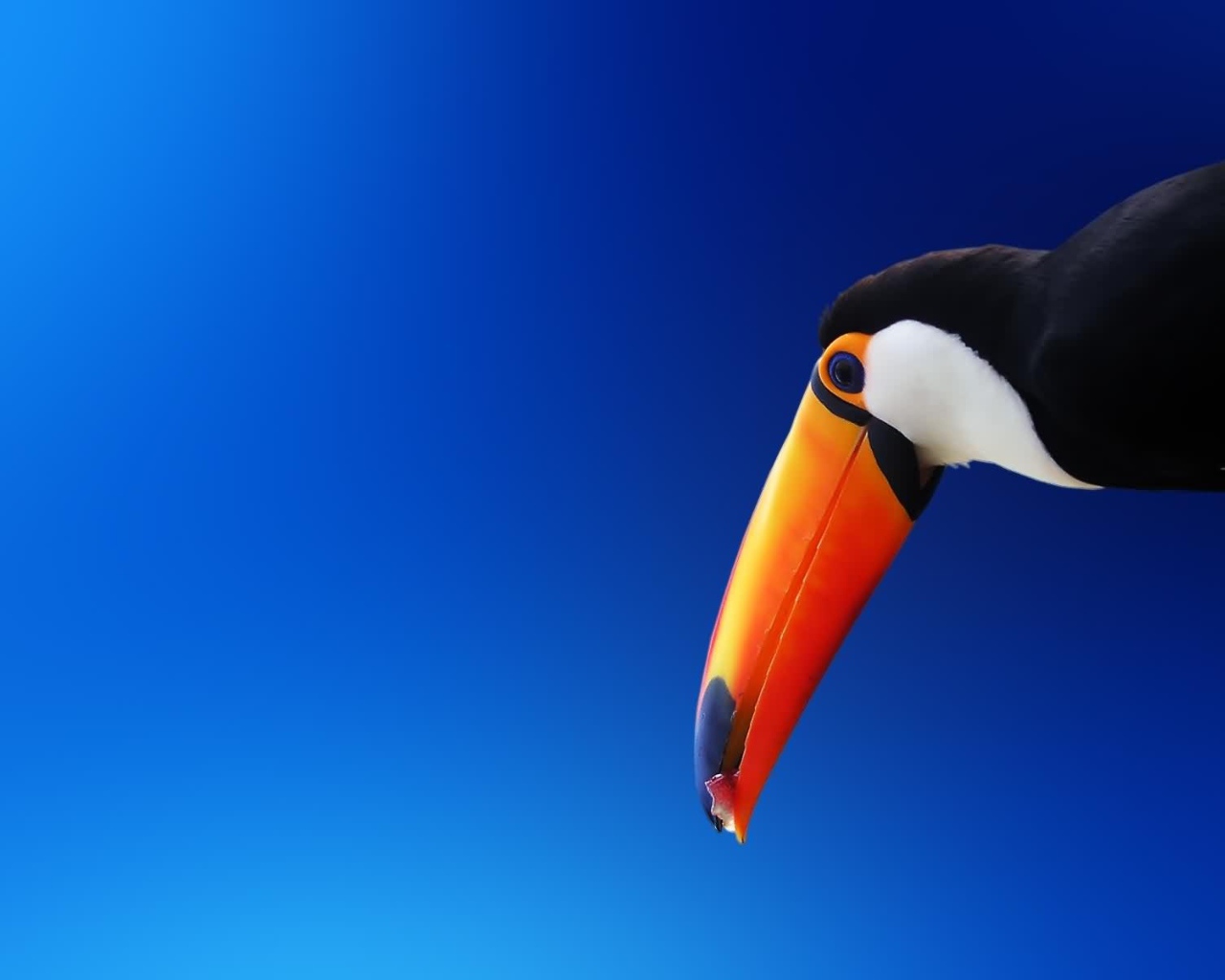 Красочный попугай