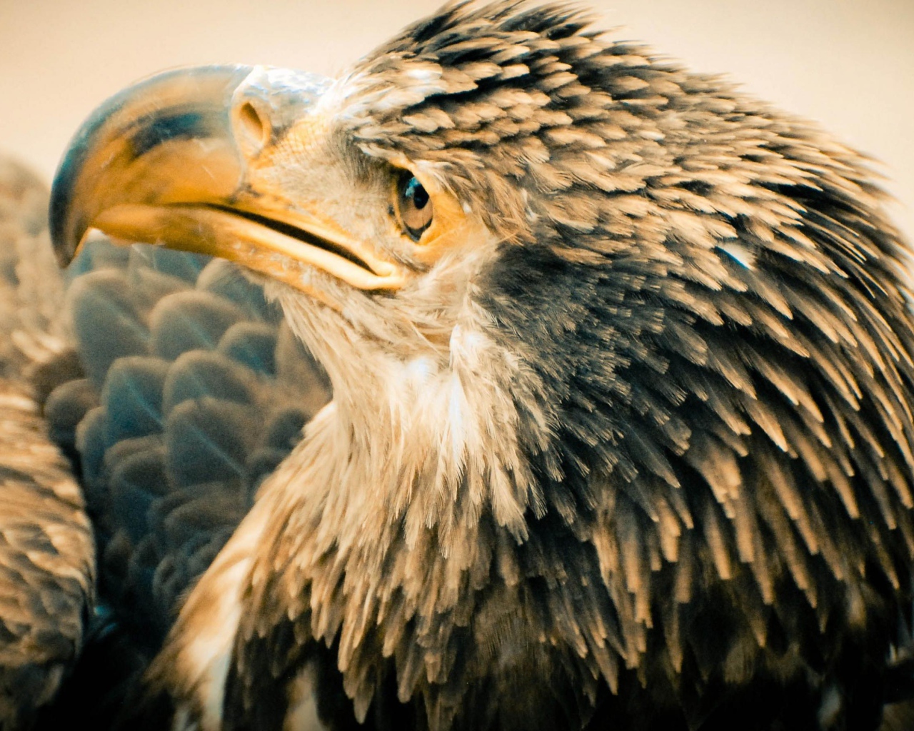 Старый орлан