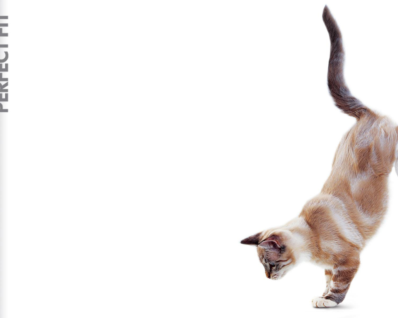 Кошка в прыжке