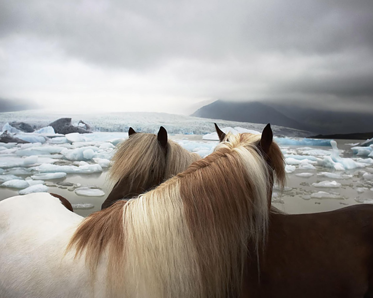 Лошади на берегу
