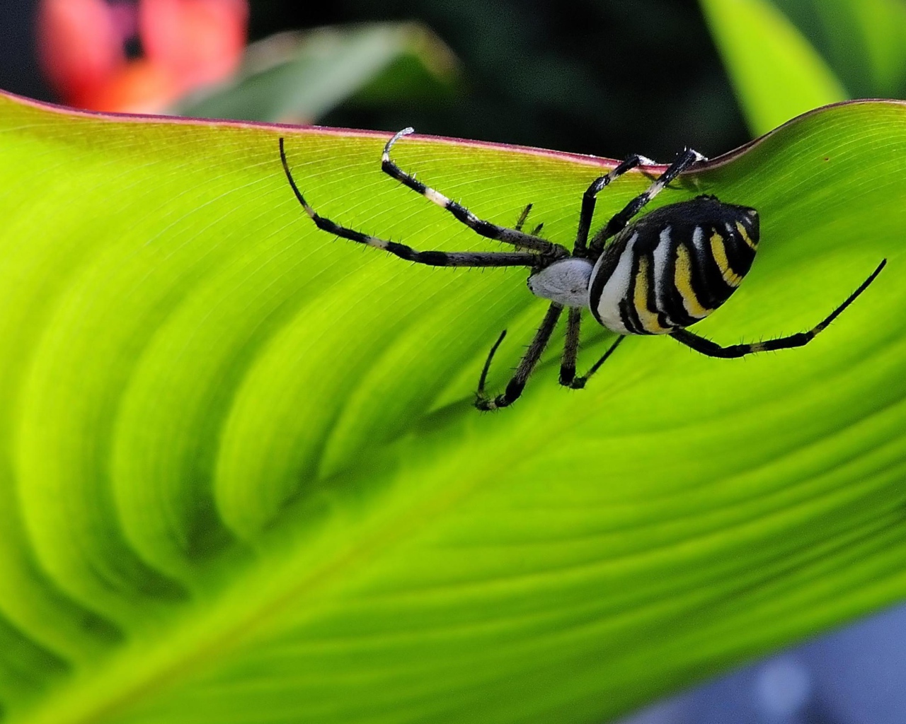 Паук на листке