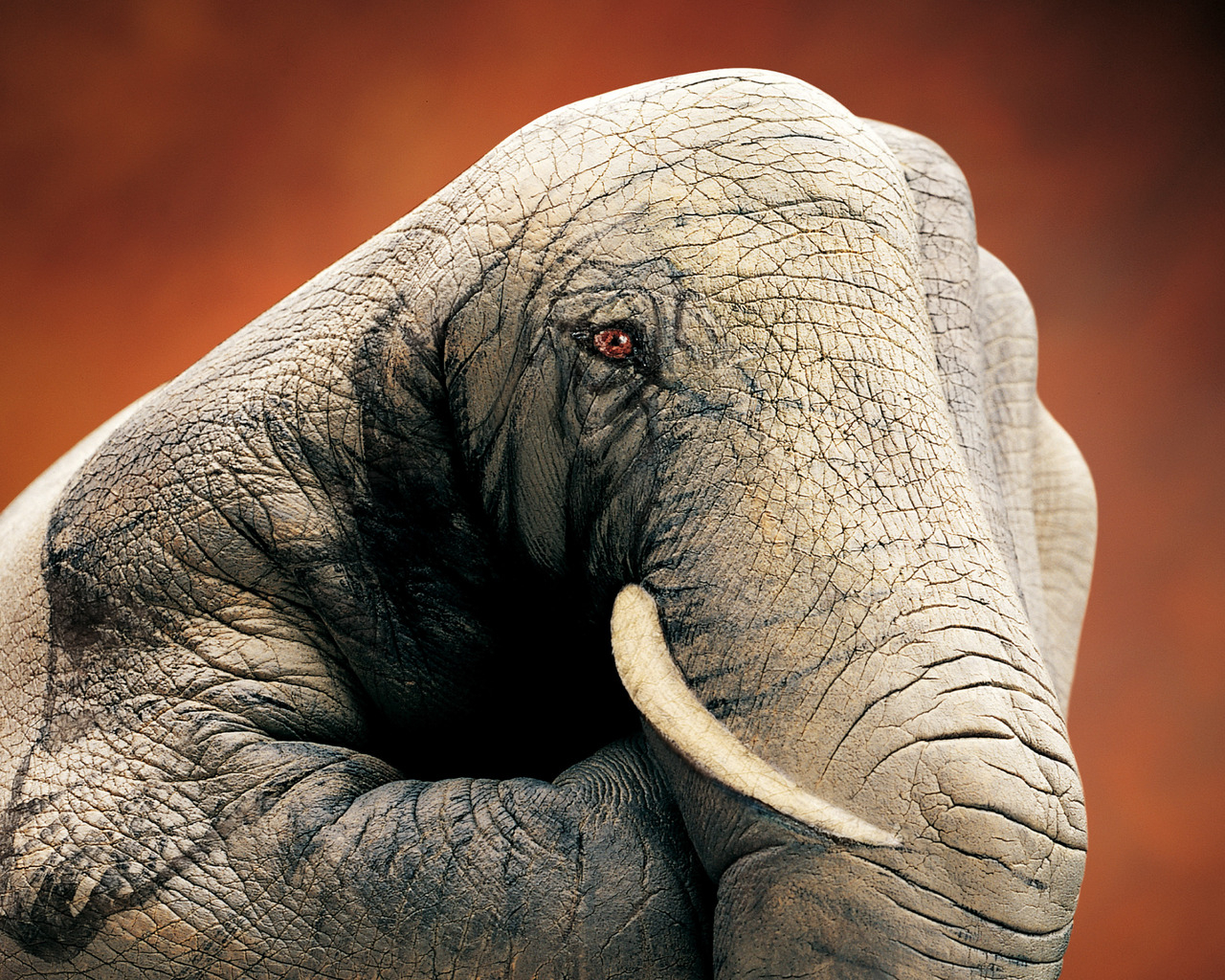 Слон ручной