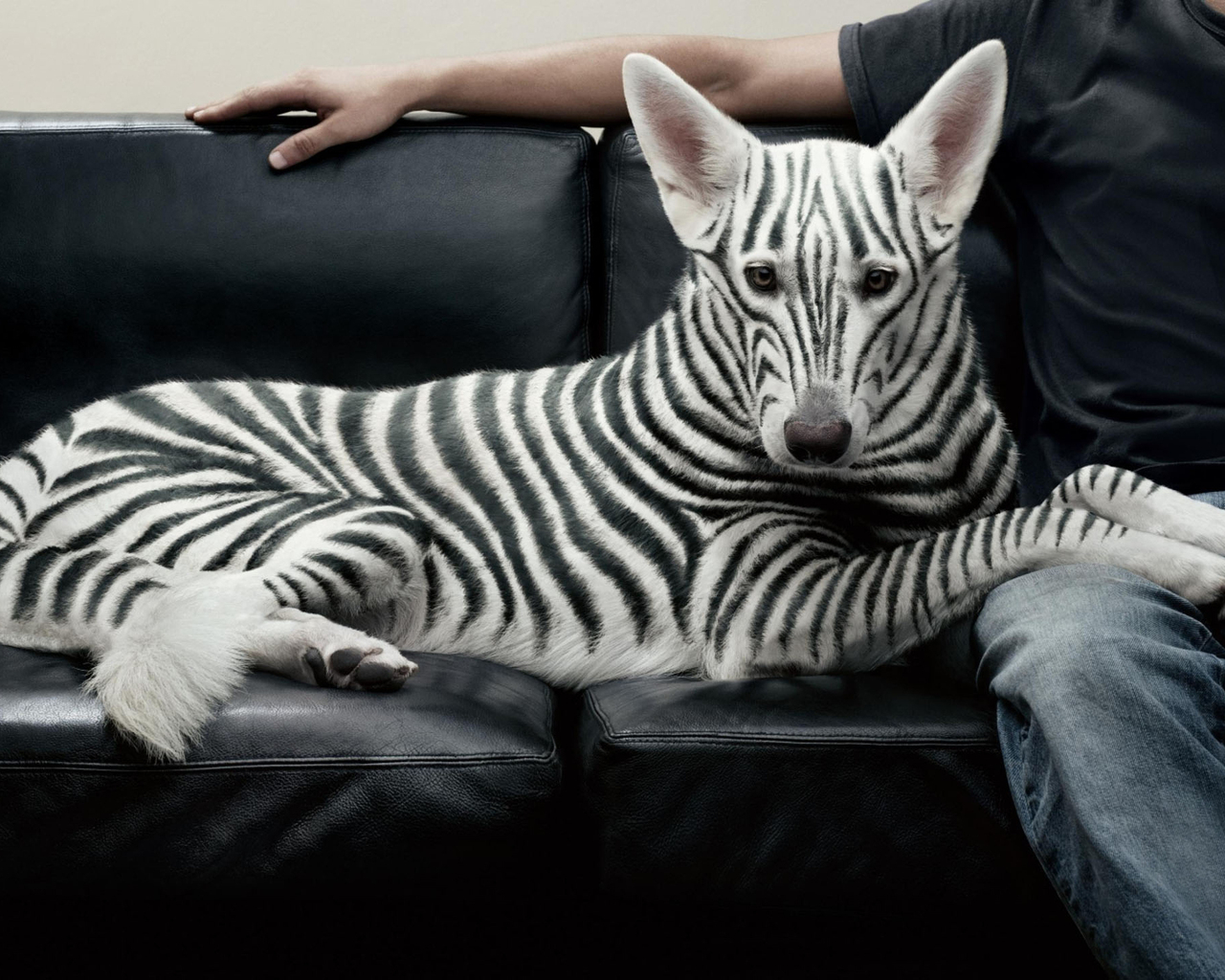 Полосатая собака