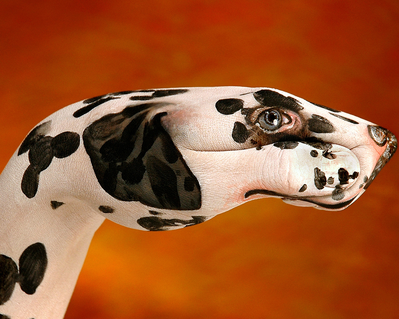 Далматинец