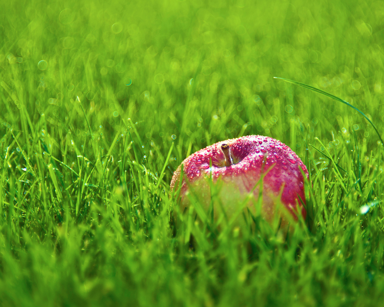Яблоко в траве