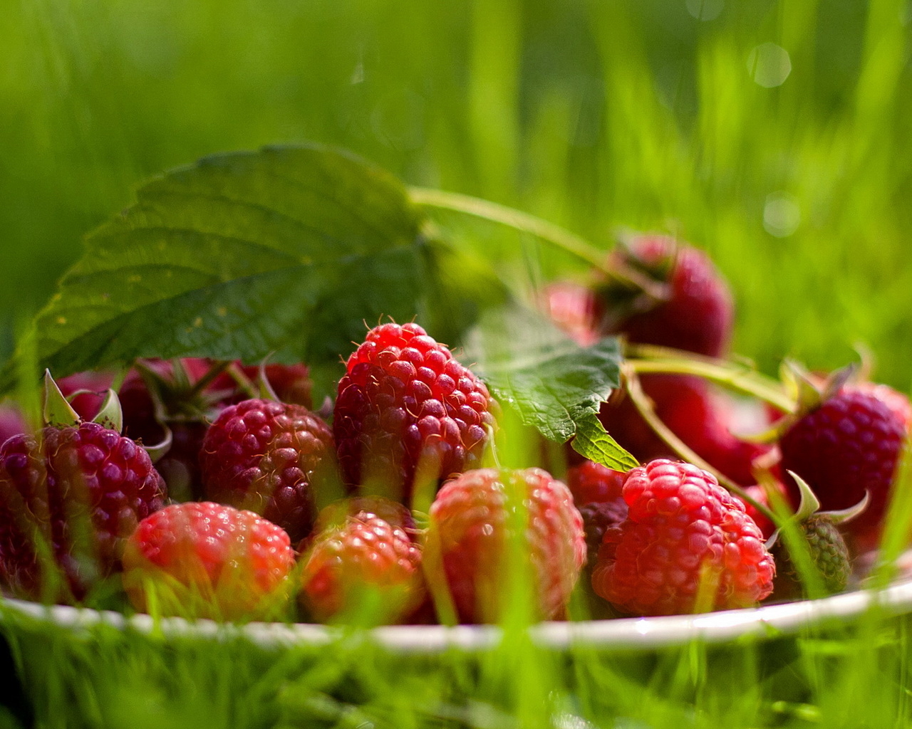 Малина обыкновенная