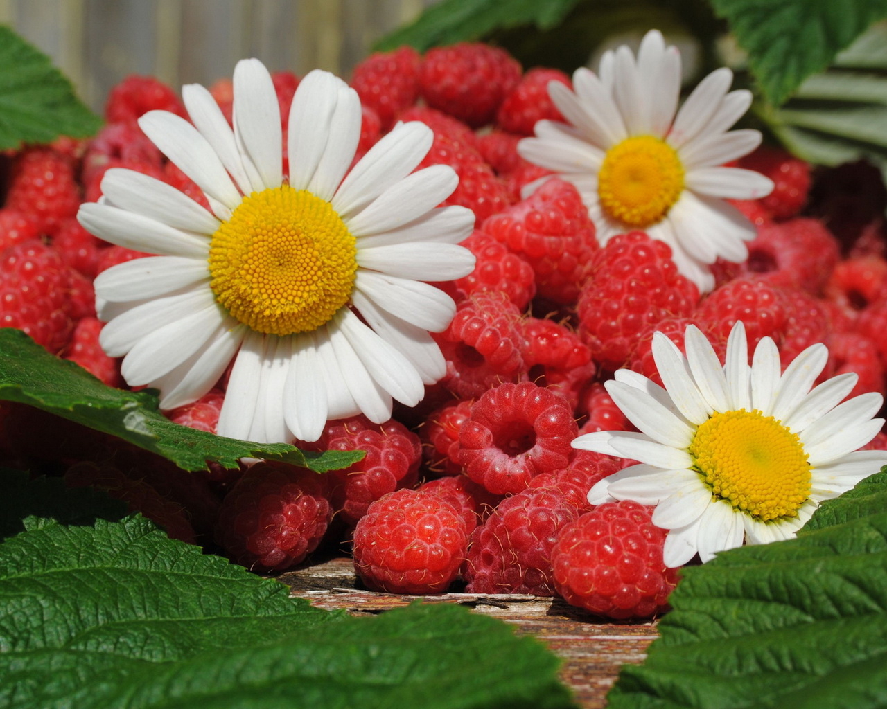 Малина и ромашки