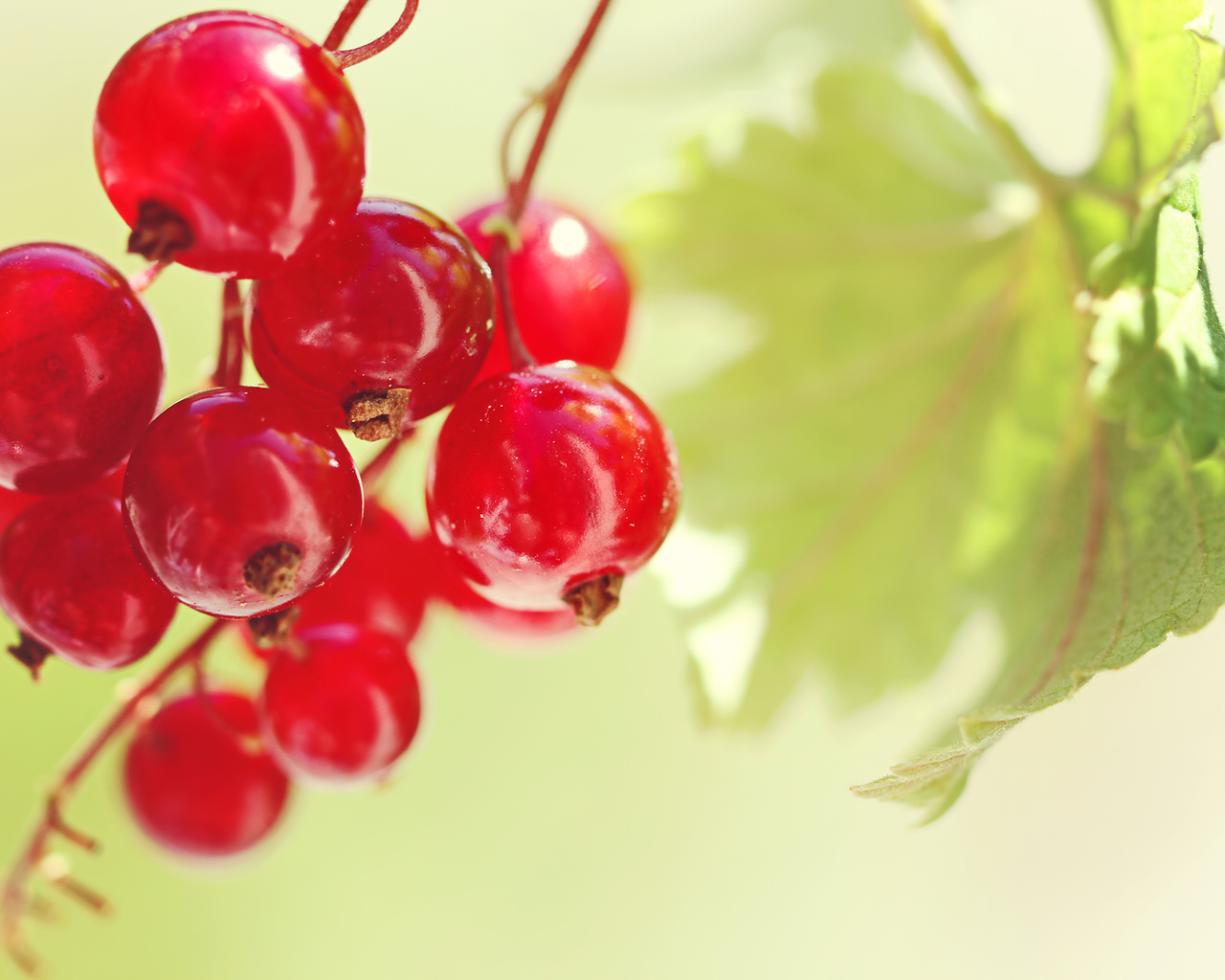 Красная смородина