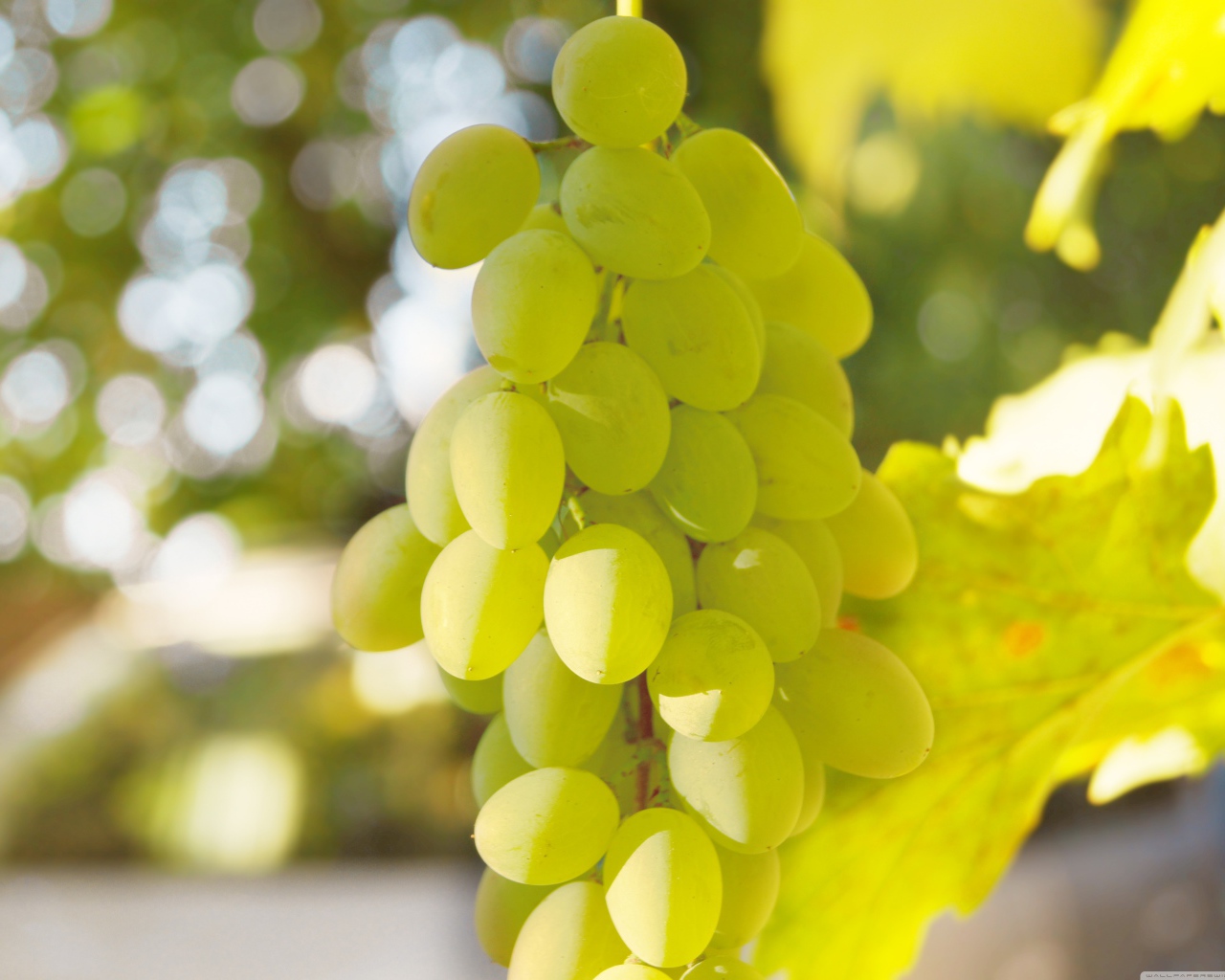 Белый виноград