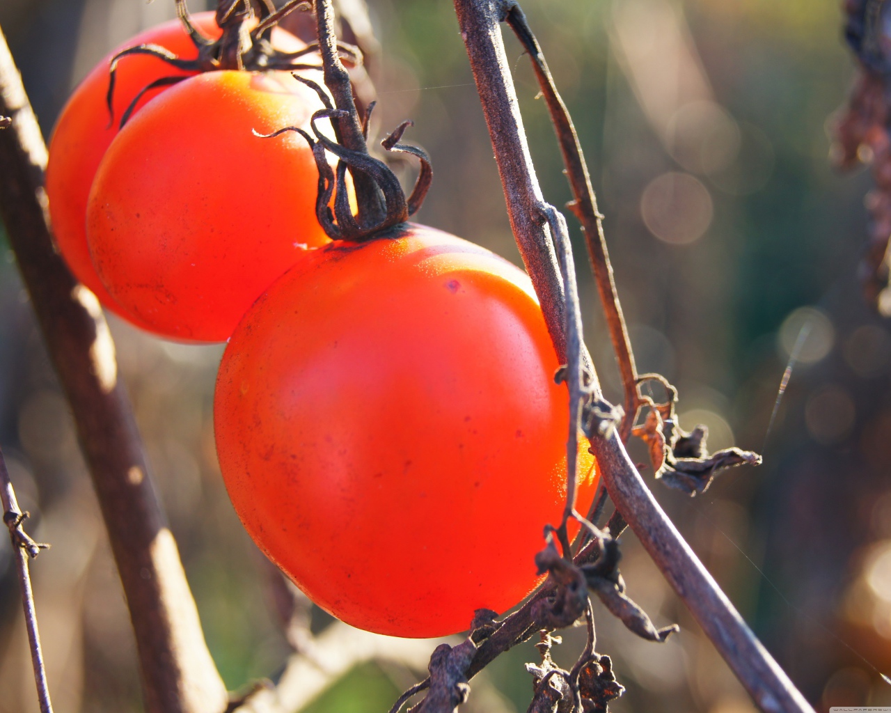 Куст с помидорами