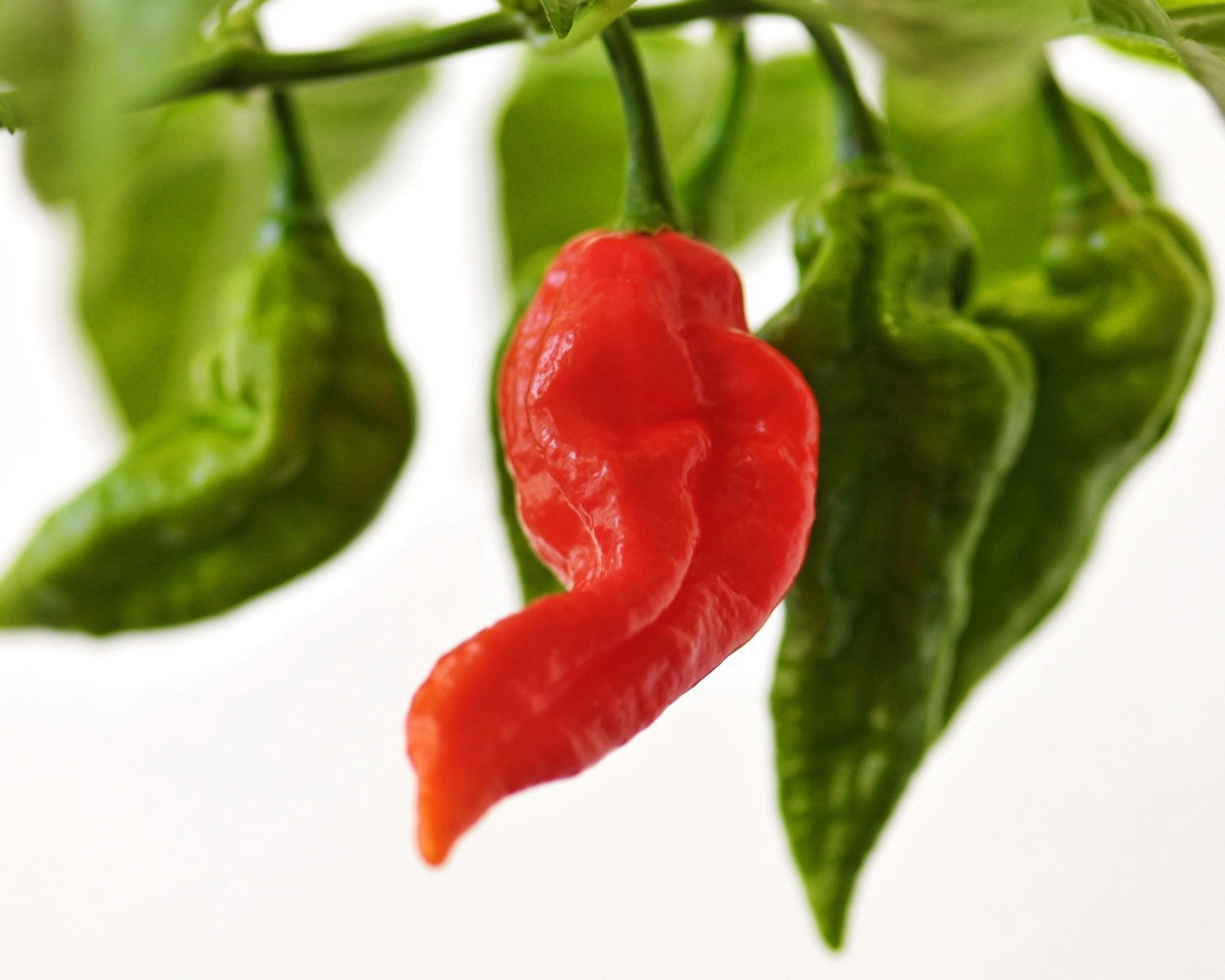 Красный перчик