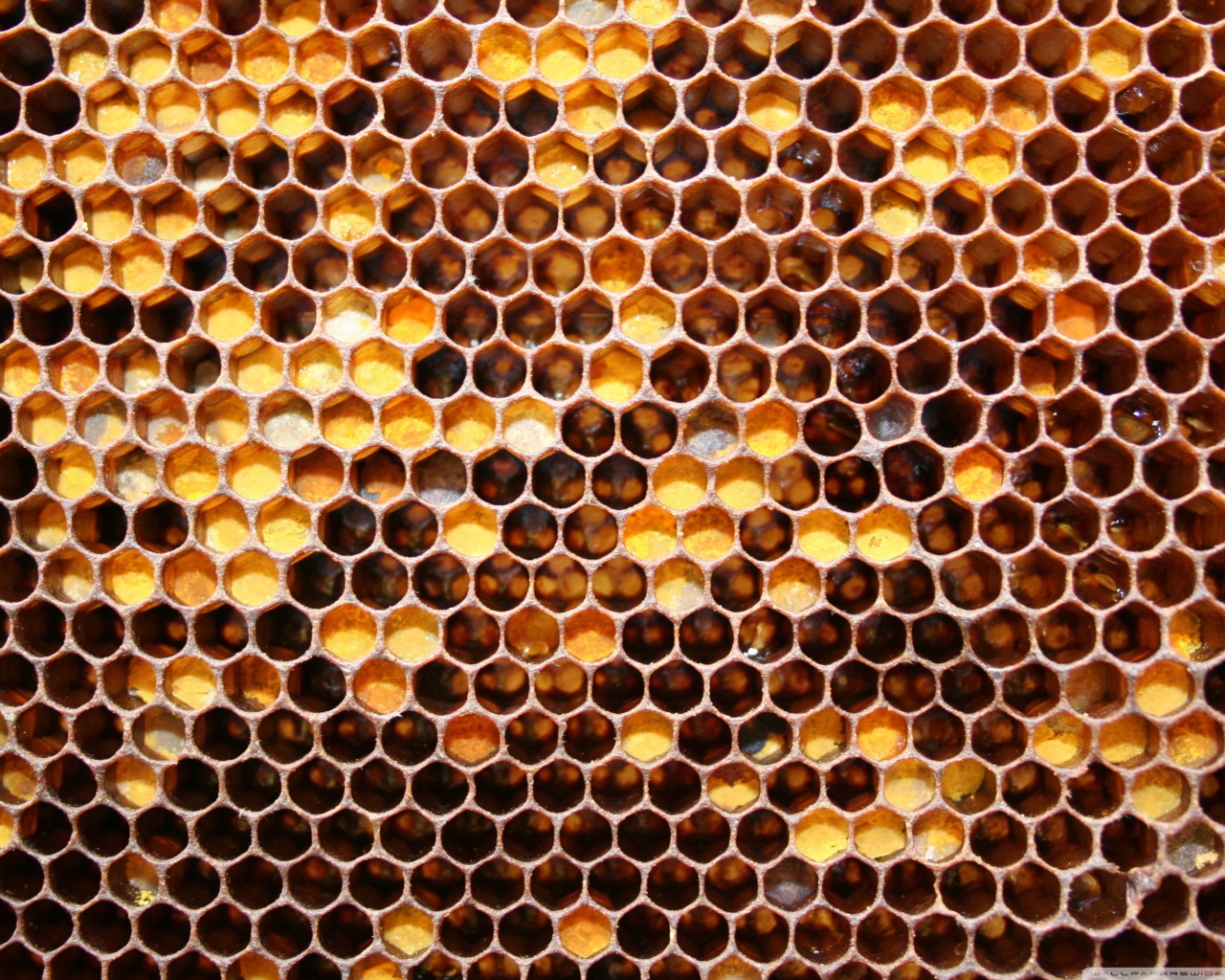 Медовые соты