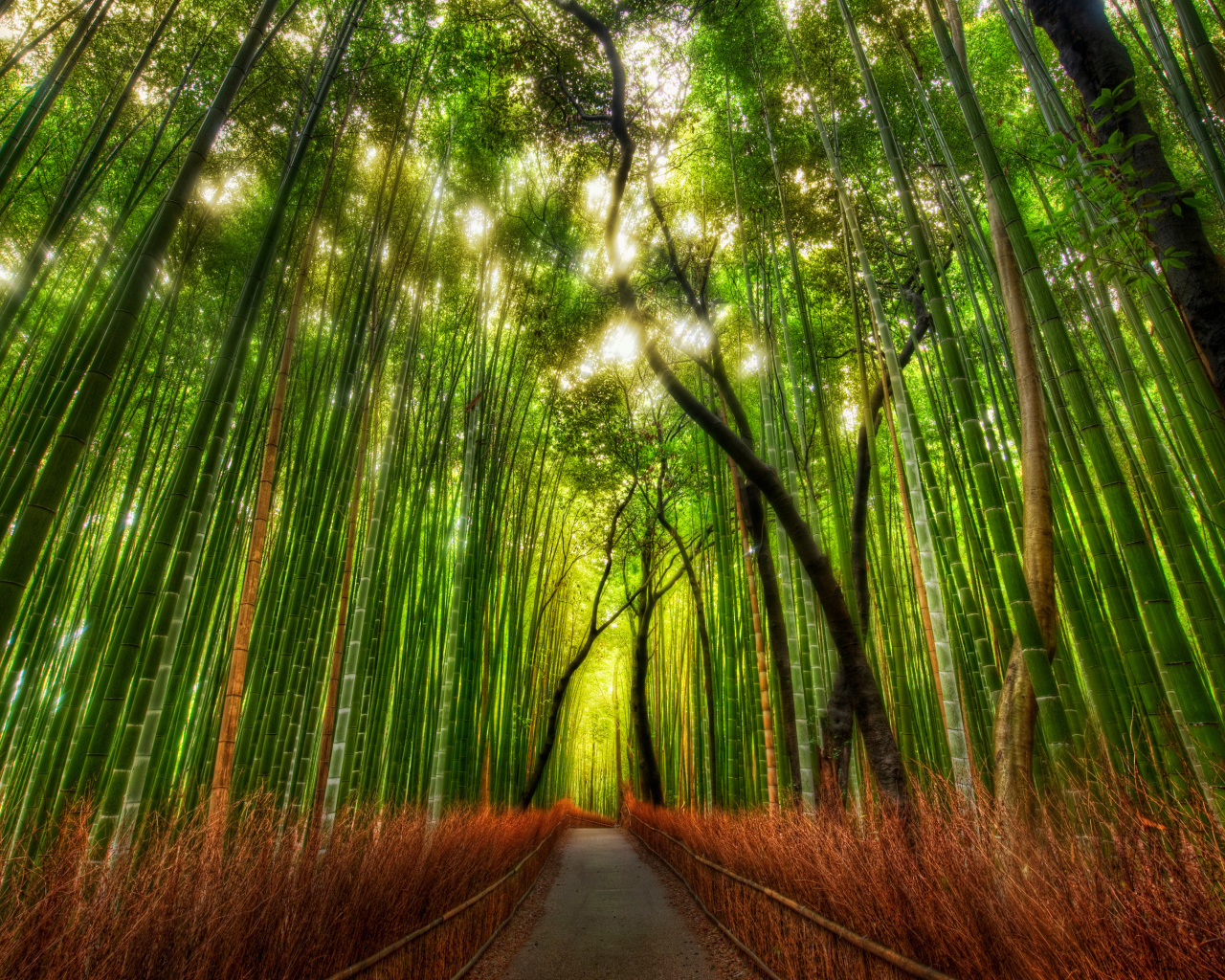 Бамбуковая чаща