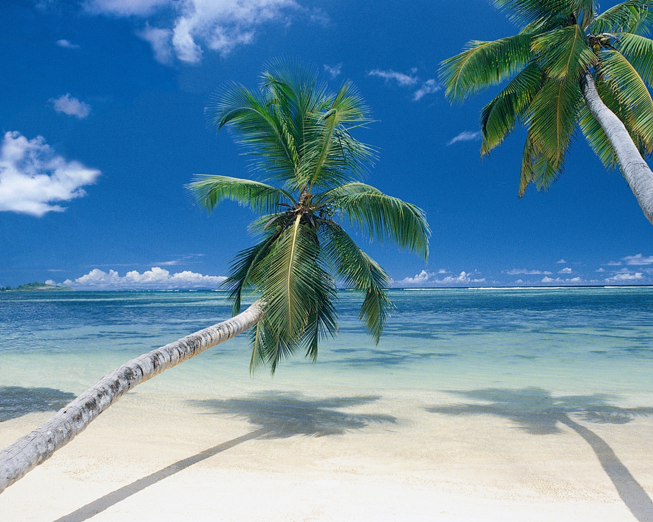 Пальмы на берегу