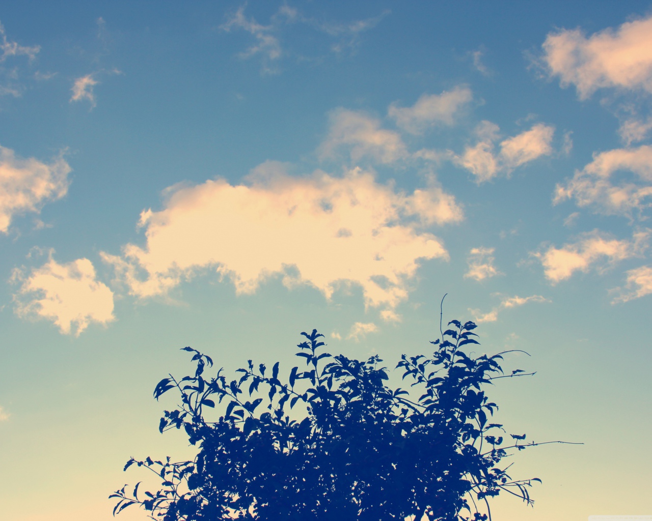 Облака и дерево