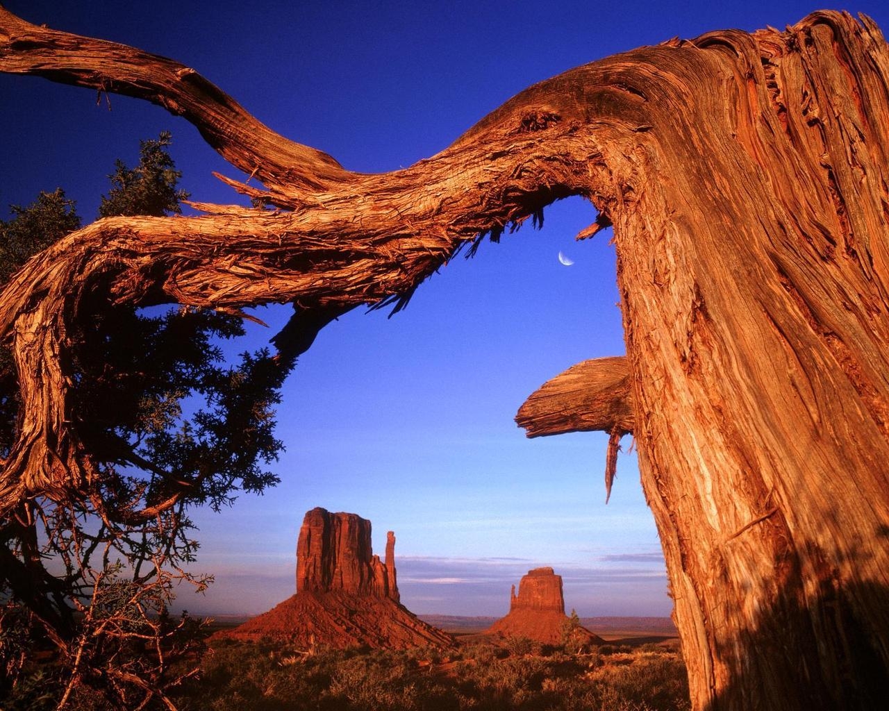 Старое дерево в пустыне