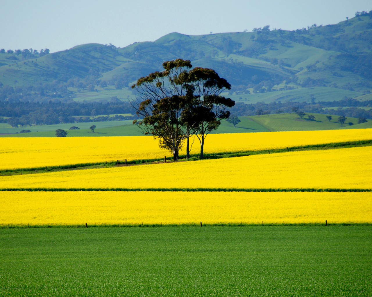 Ярко желтое поле