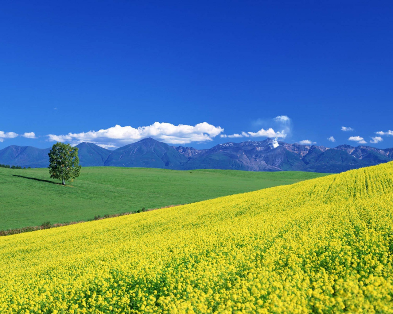 Цветочный пейзаж