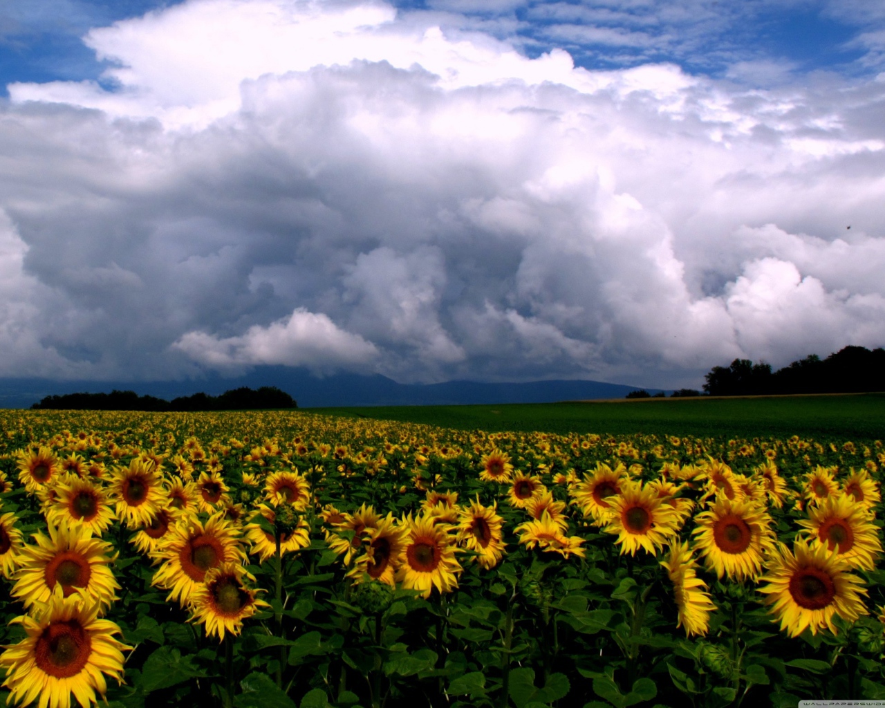 Подсолнухи и облака