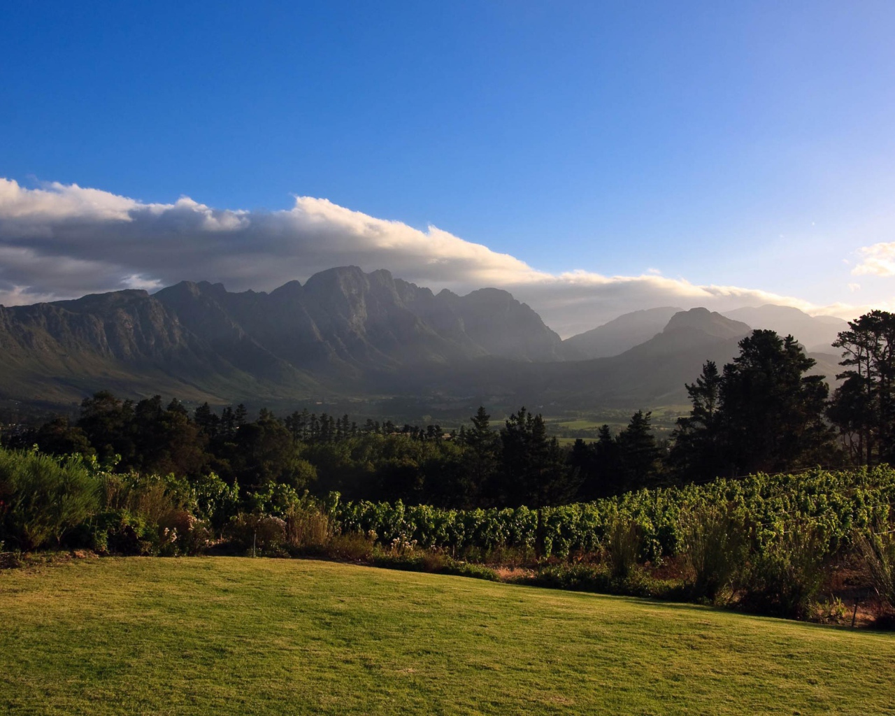 Виноградники